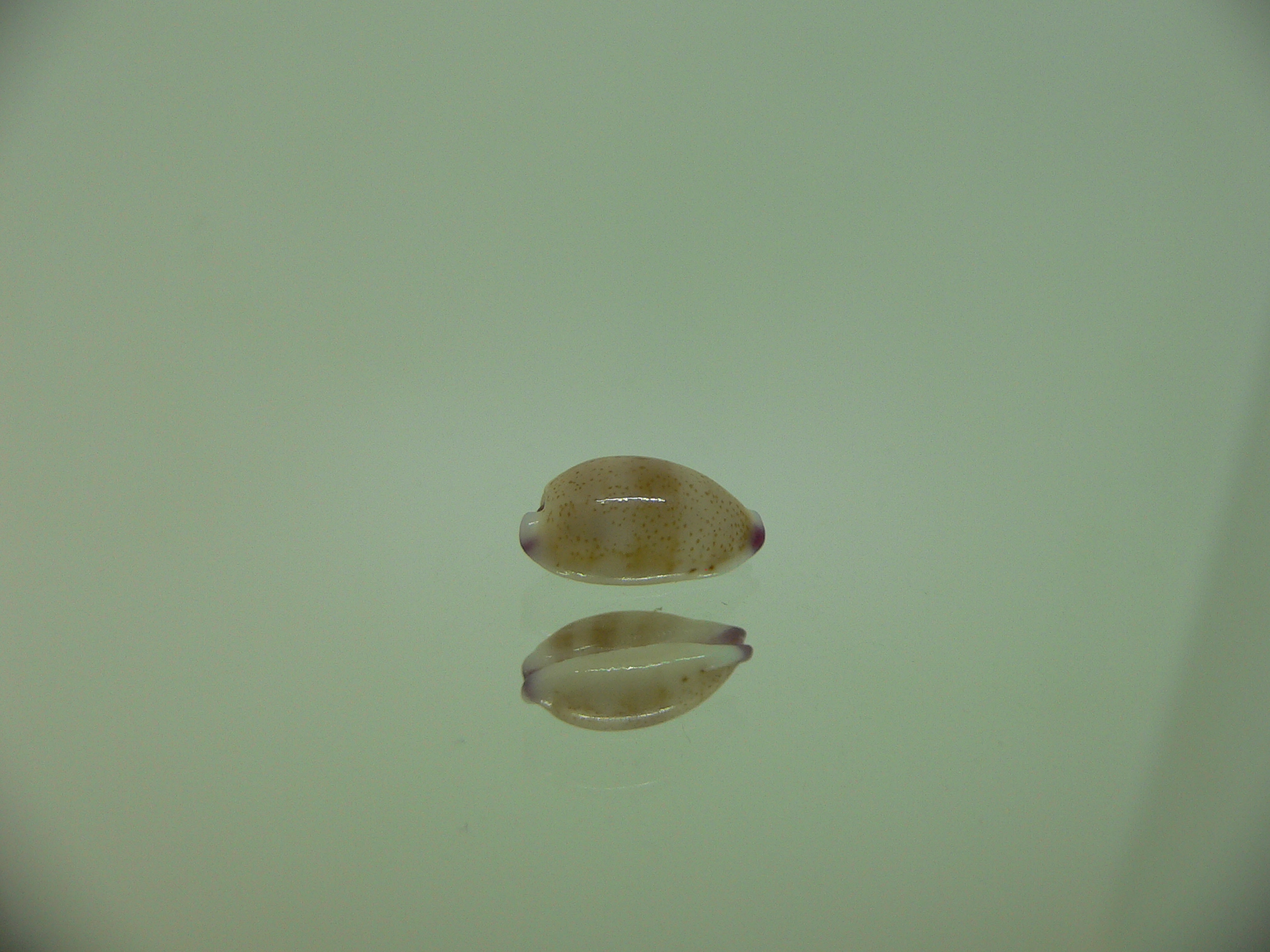 Cypraea microdon microdon 2