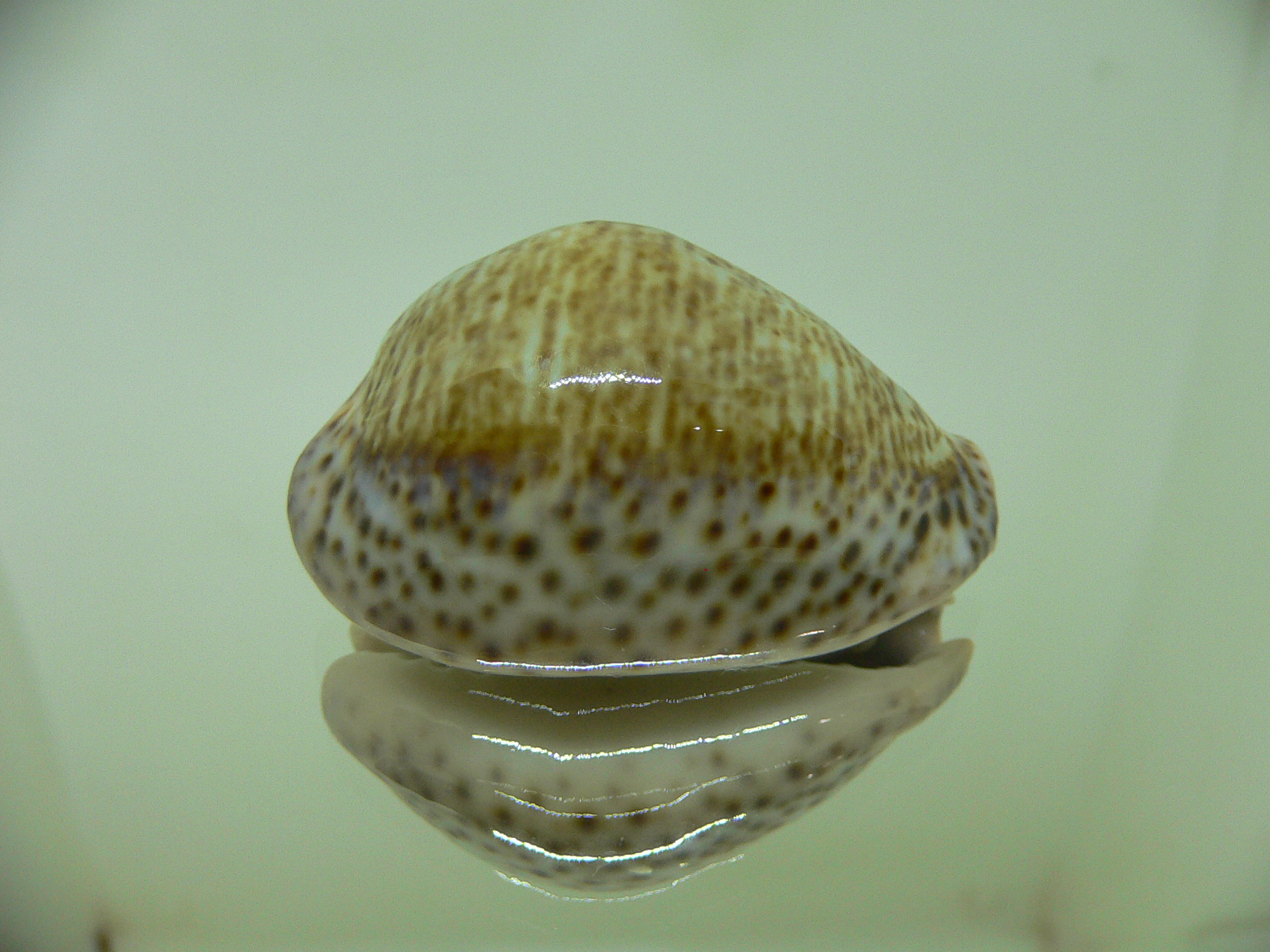 Cypraea turdus winckworthi (var.) DARK