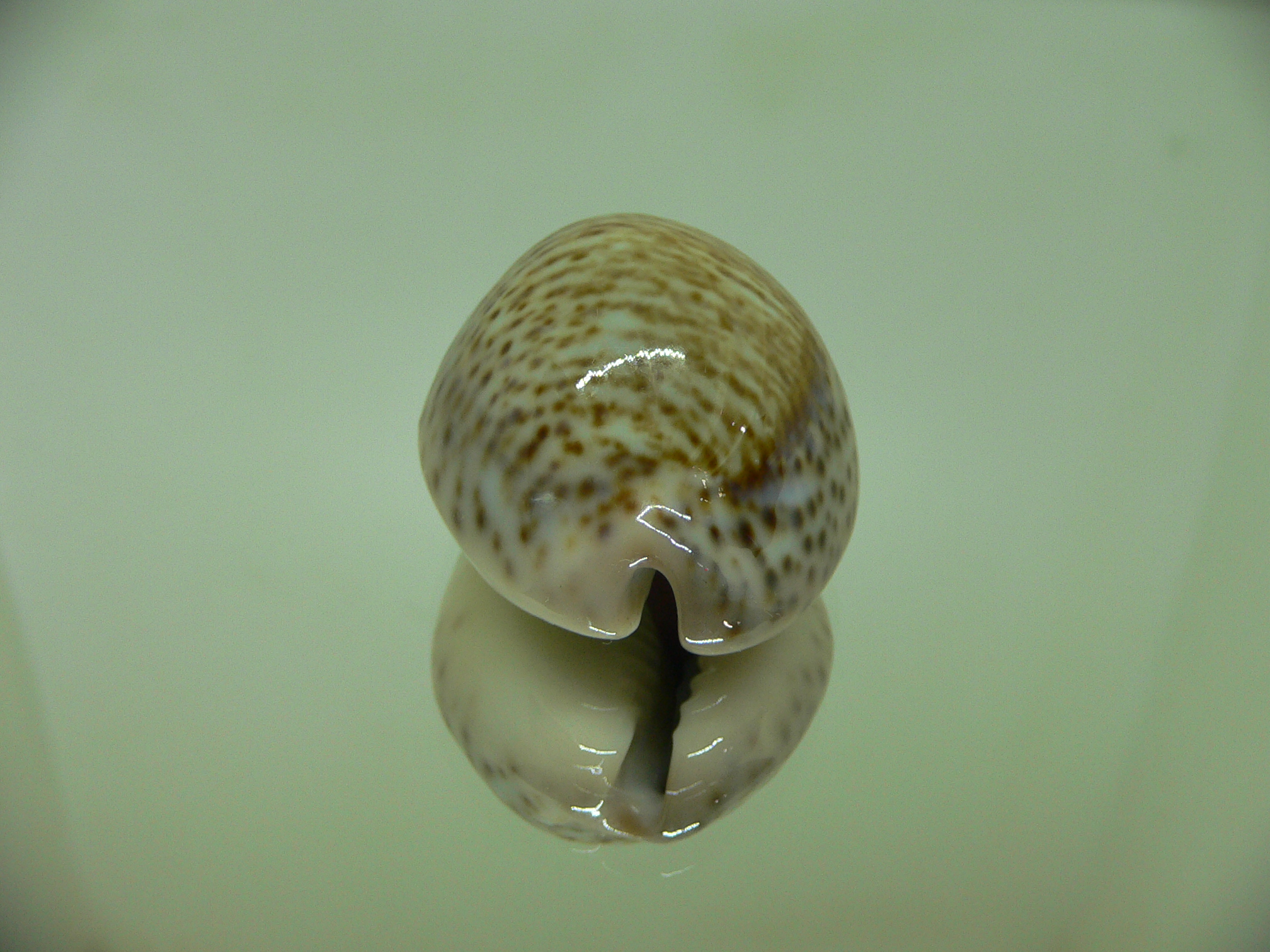 Cypraea turdus winckworthi (var.) DARK