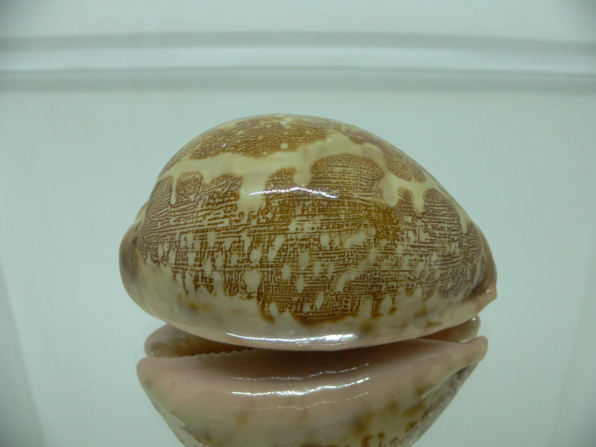 Cypraea mappa panerythra (var.) 4