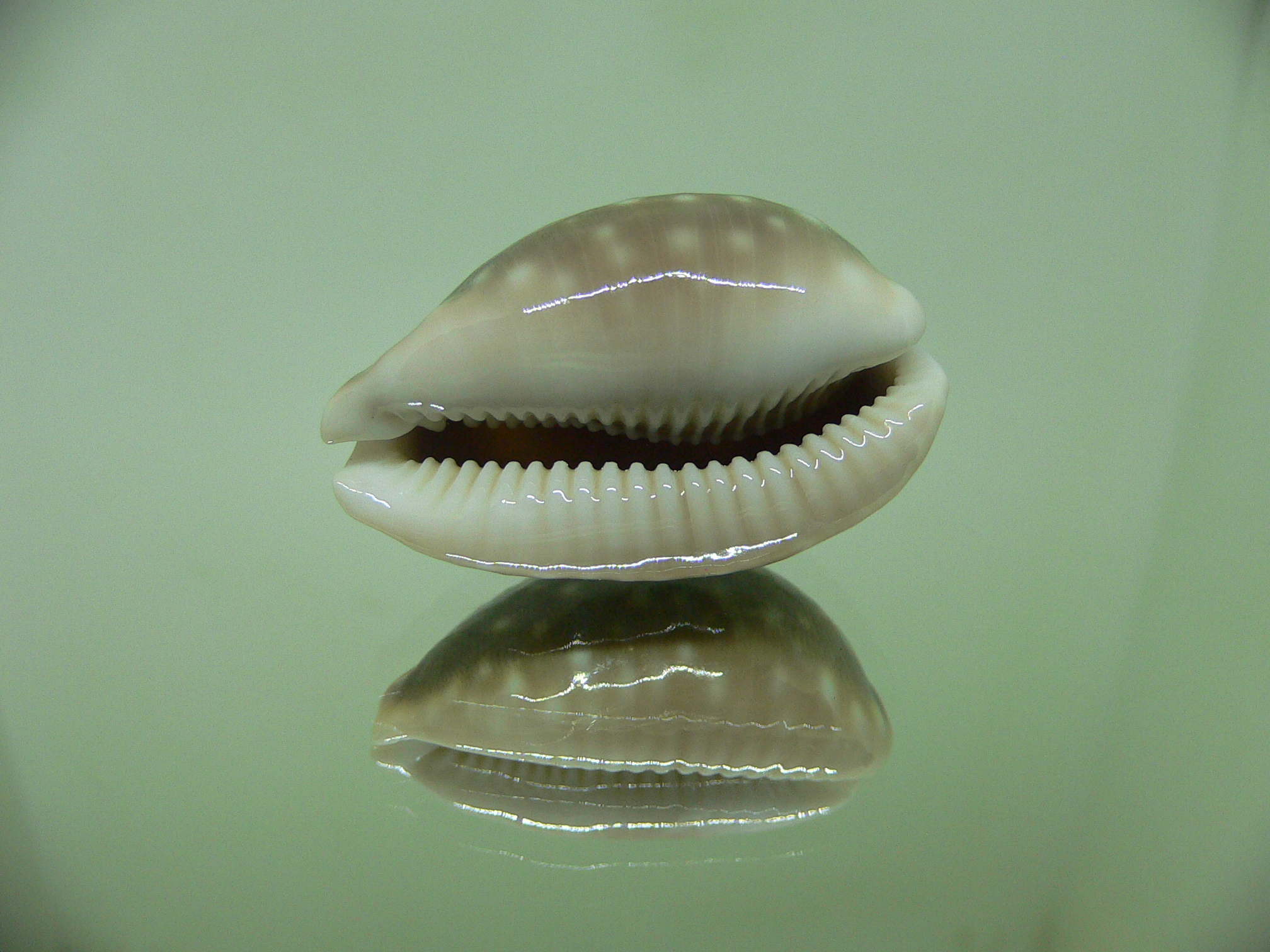 Cypraea vitellus VERY DARK