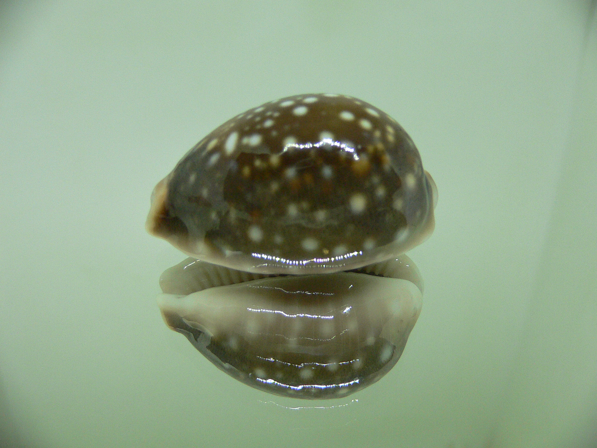 Cypraea vitellus VERY DARK