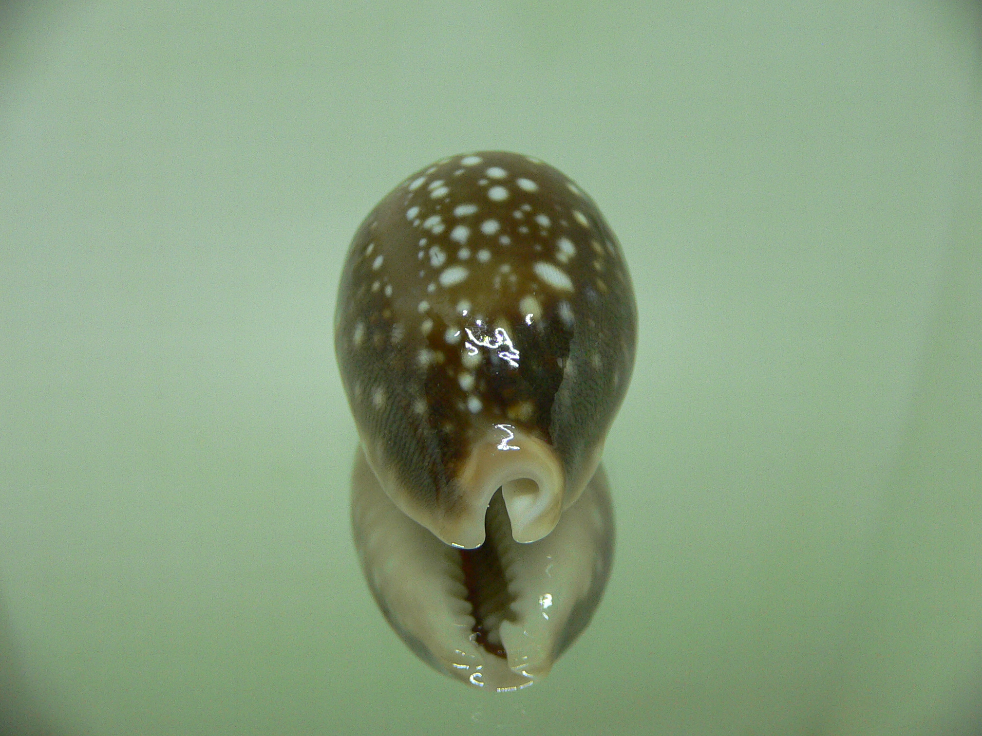 Cypraea vitellus VERY DARK