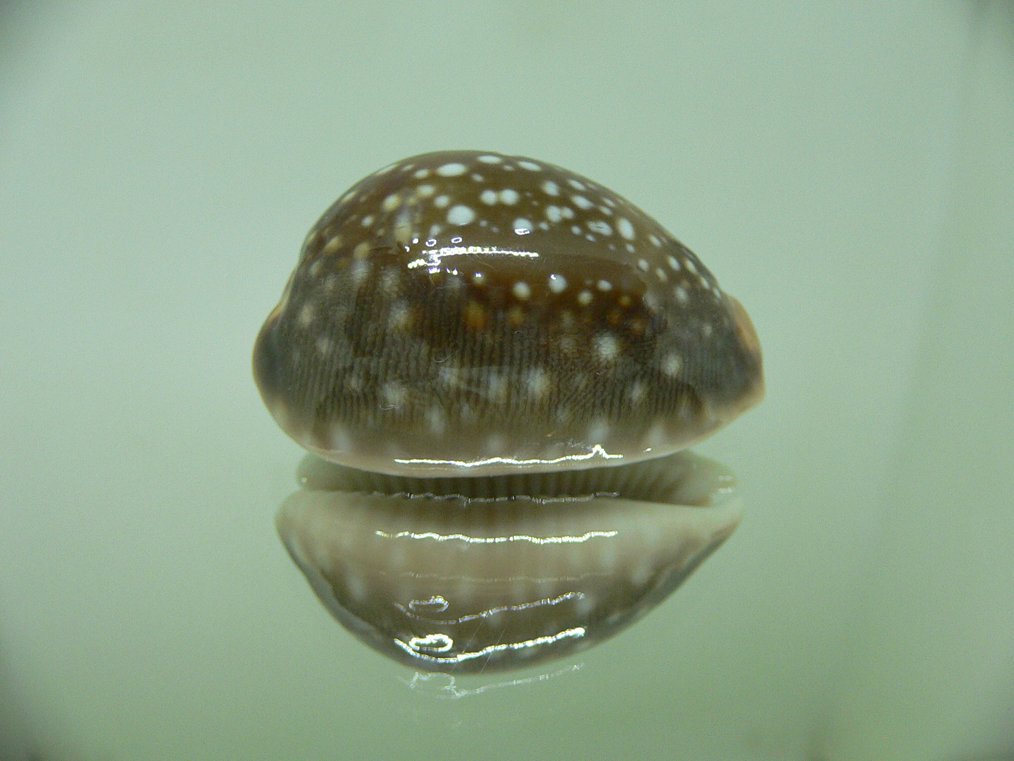 Cypraea vitellus VERY DARK