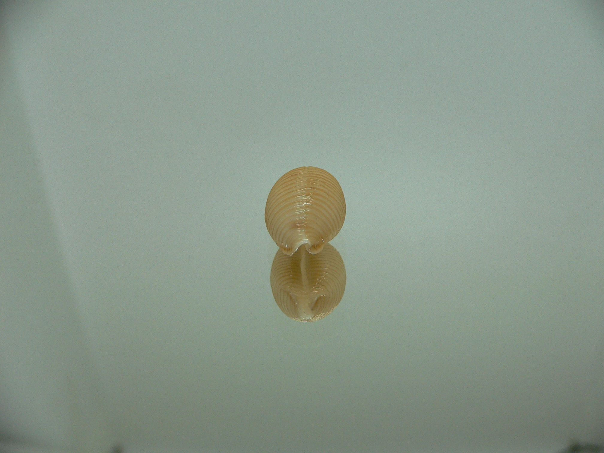 Cypraea childreni leforti 1