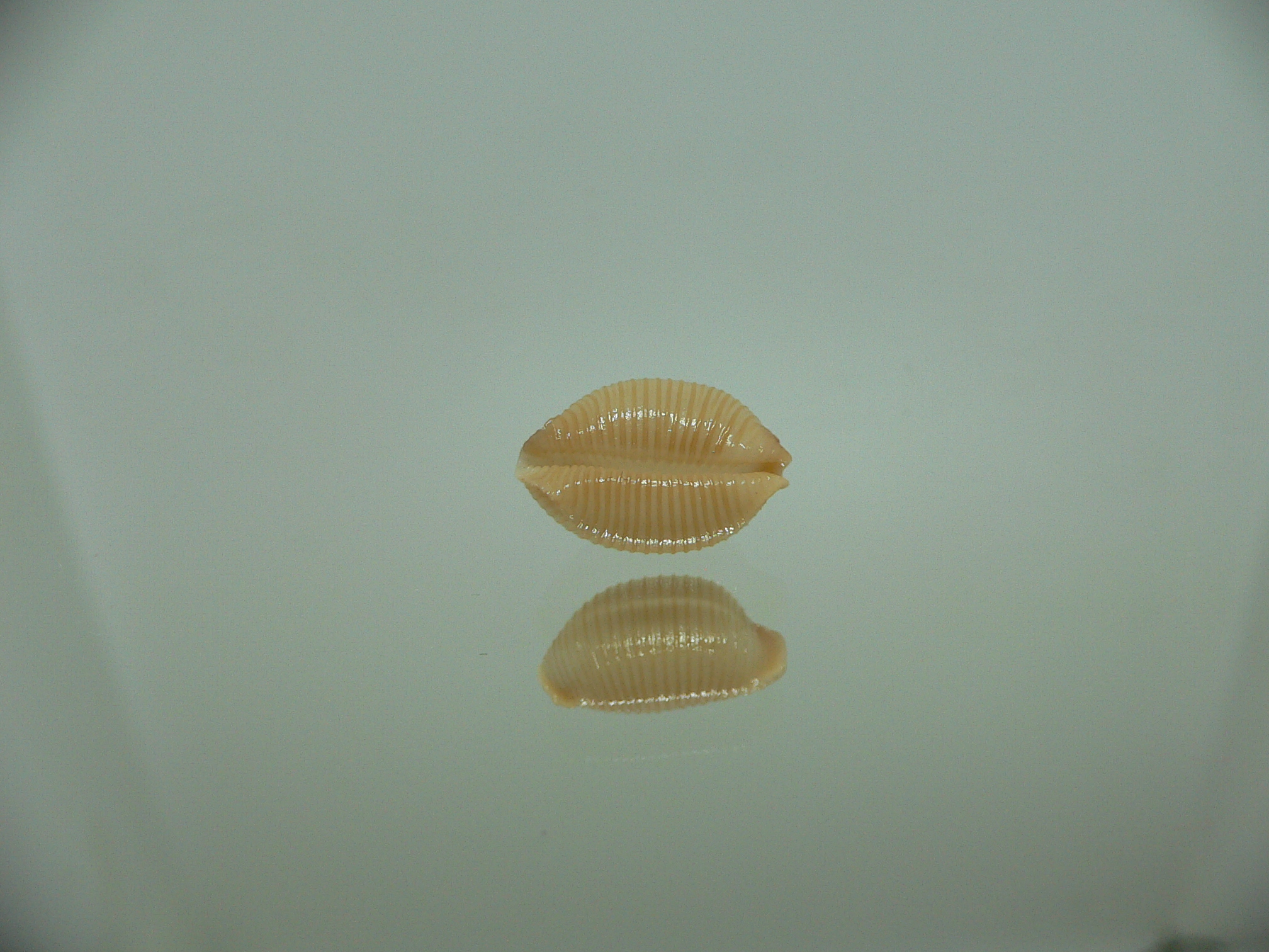 Cypraea childreni leforti 1