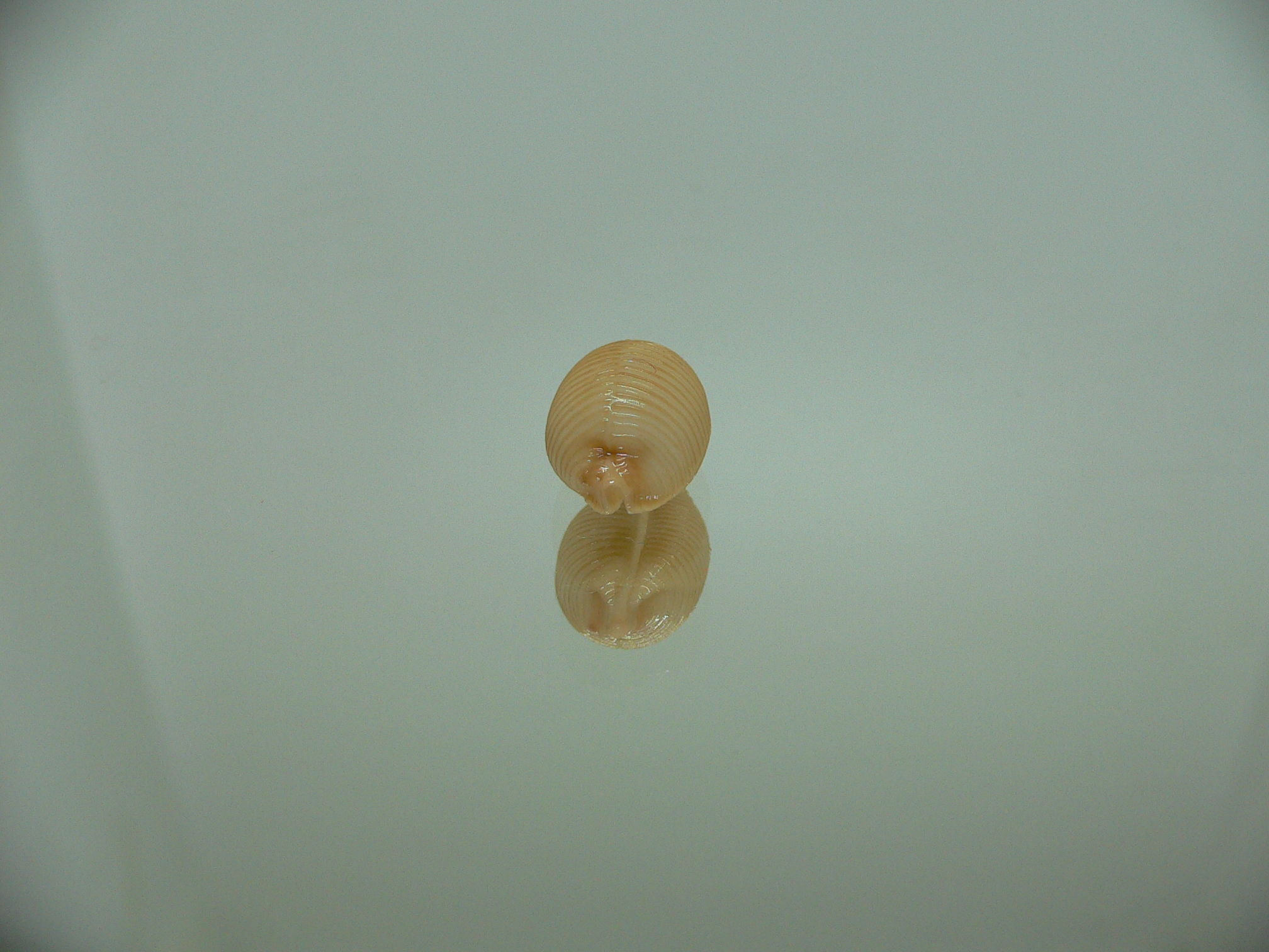 Cypraea childreni leforti 1