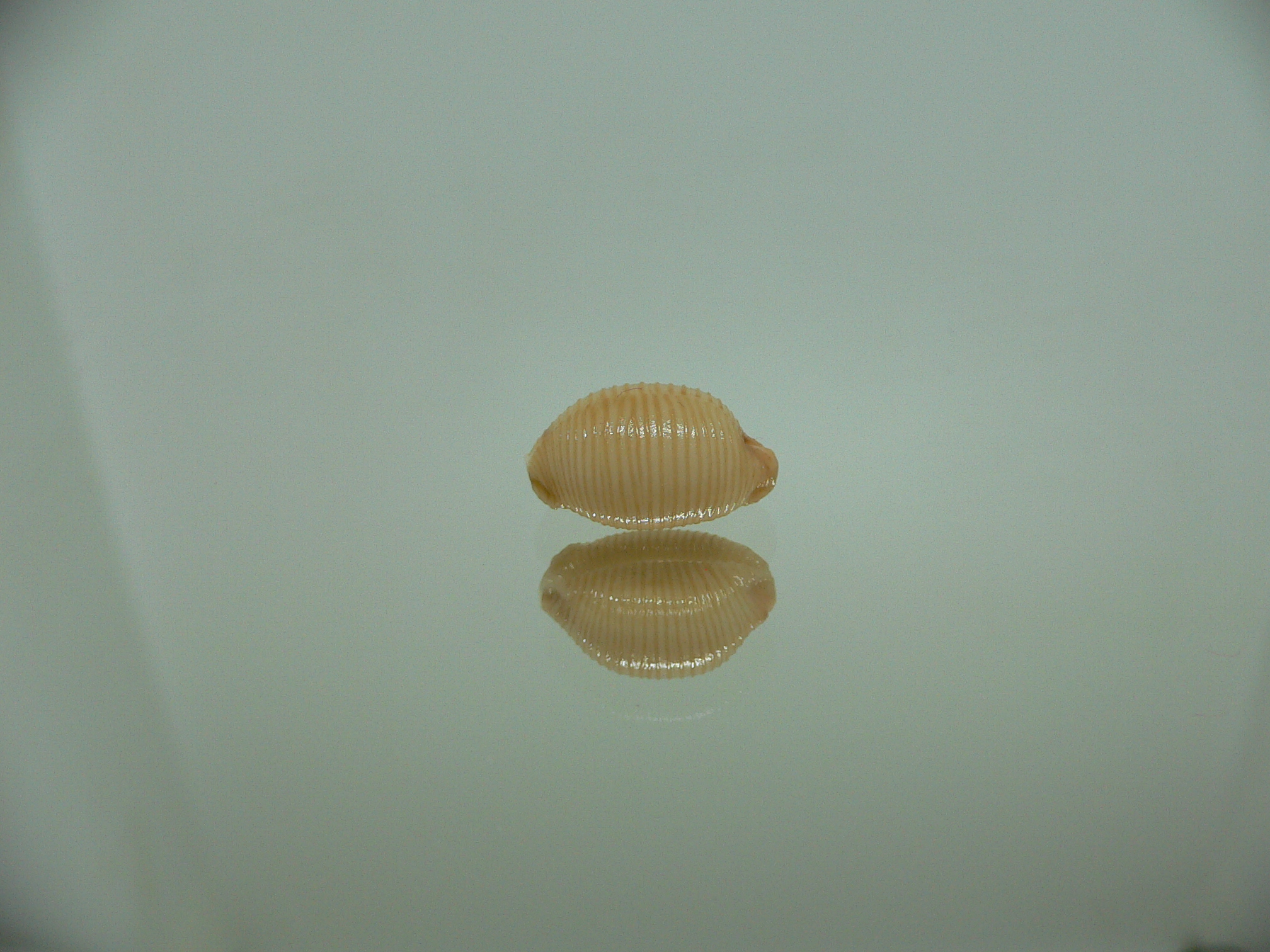 Cypraea childreni leforti 1