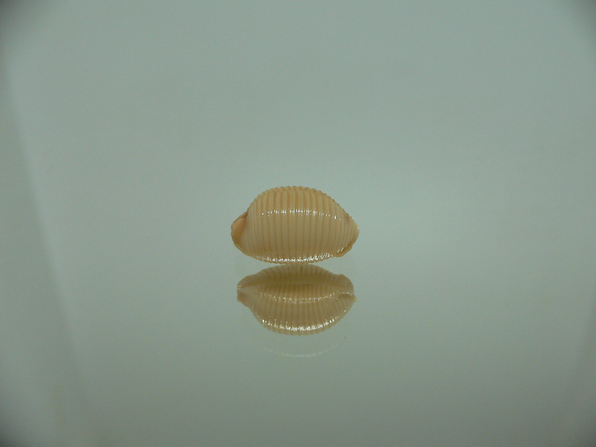 Cypraea childreni leforti 1