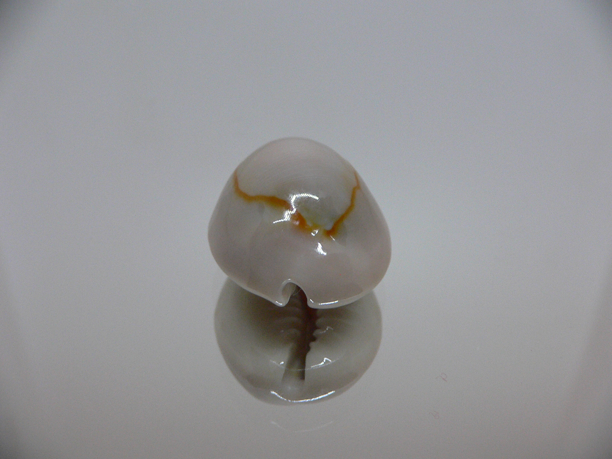 Cypraea annulus cf. circumpicta (var.) BIG