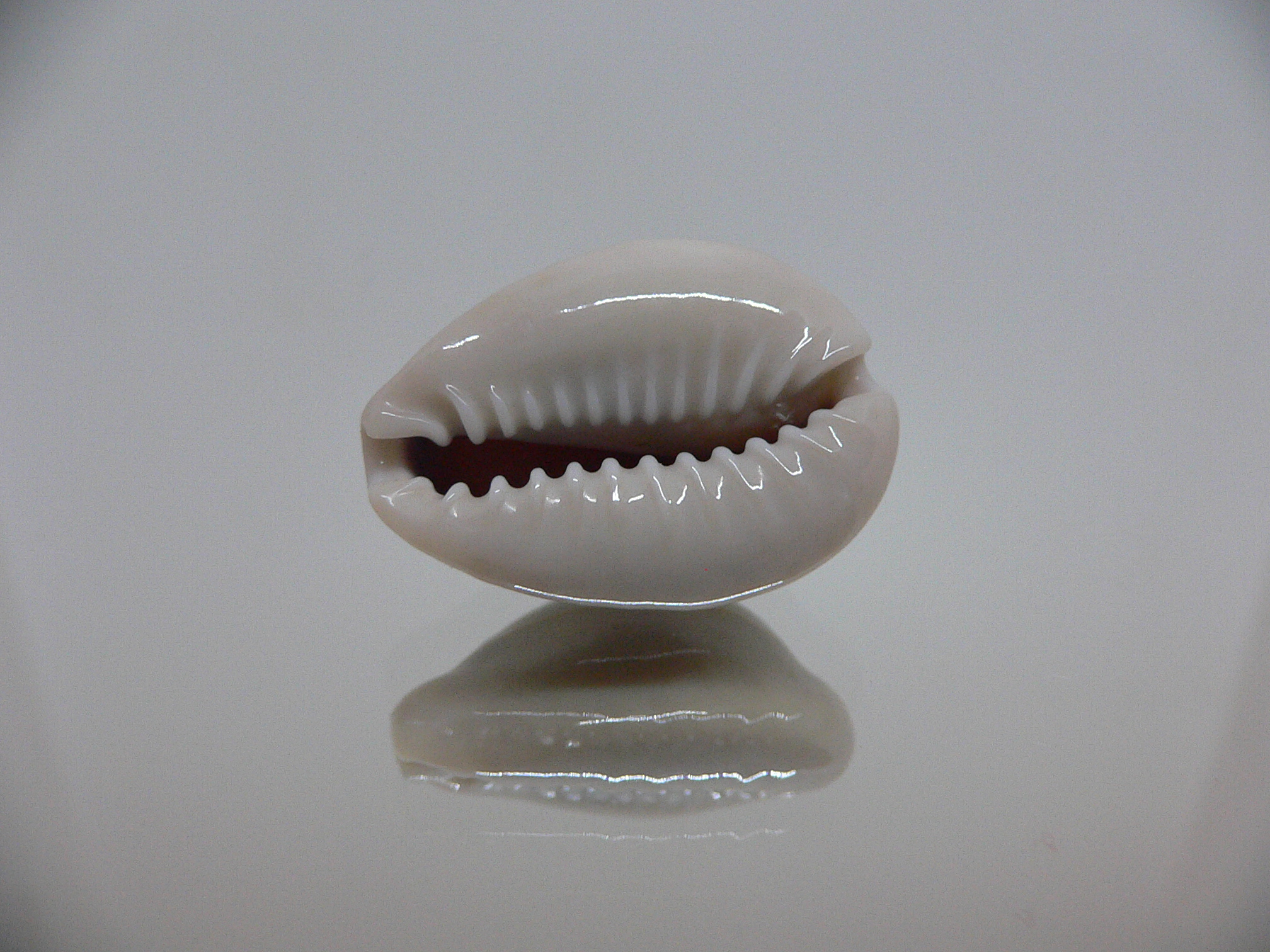 Cypraea annulus cf. circumpicta (var.) BIG