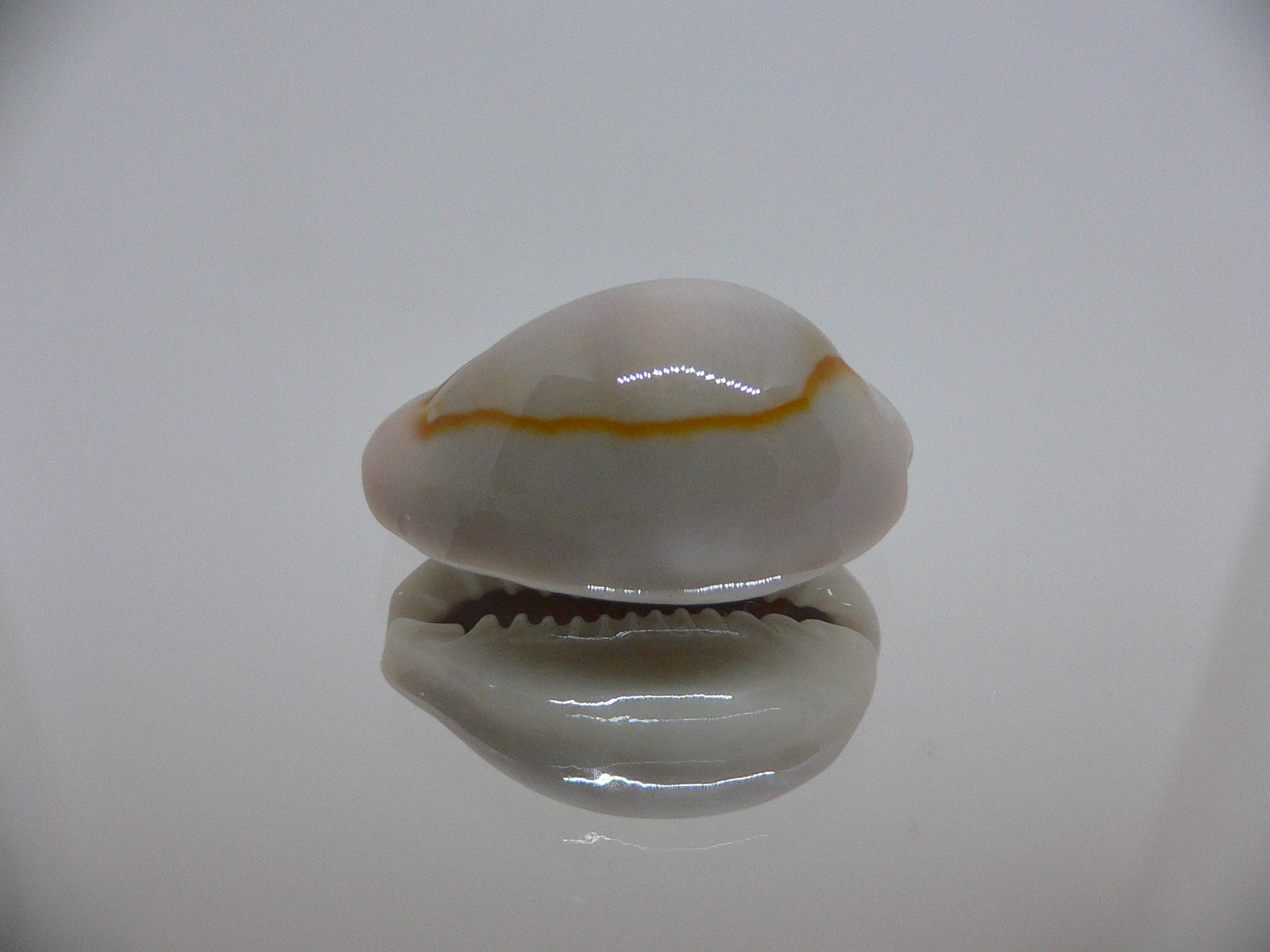 Cypraea annulus cf. circumpicta (var.) BIG