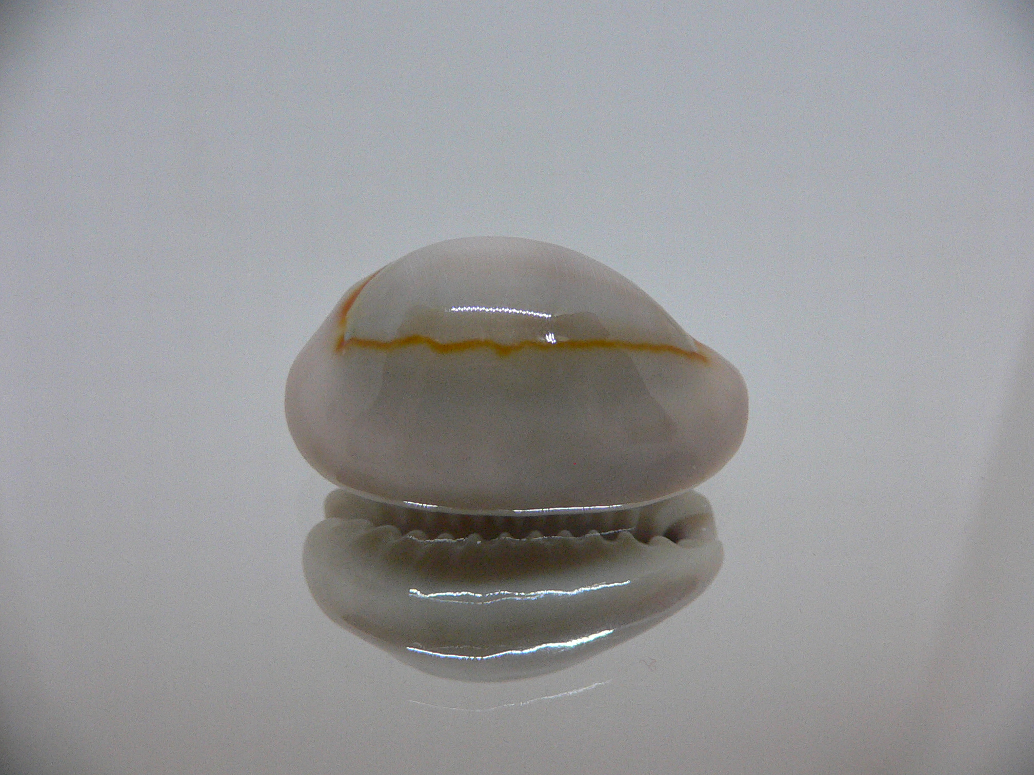 Cypraea annulus cf. circumpicta (var.) BIG