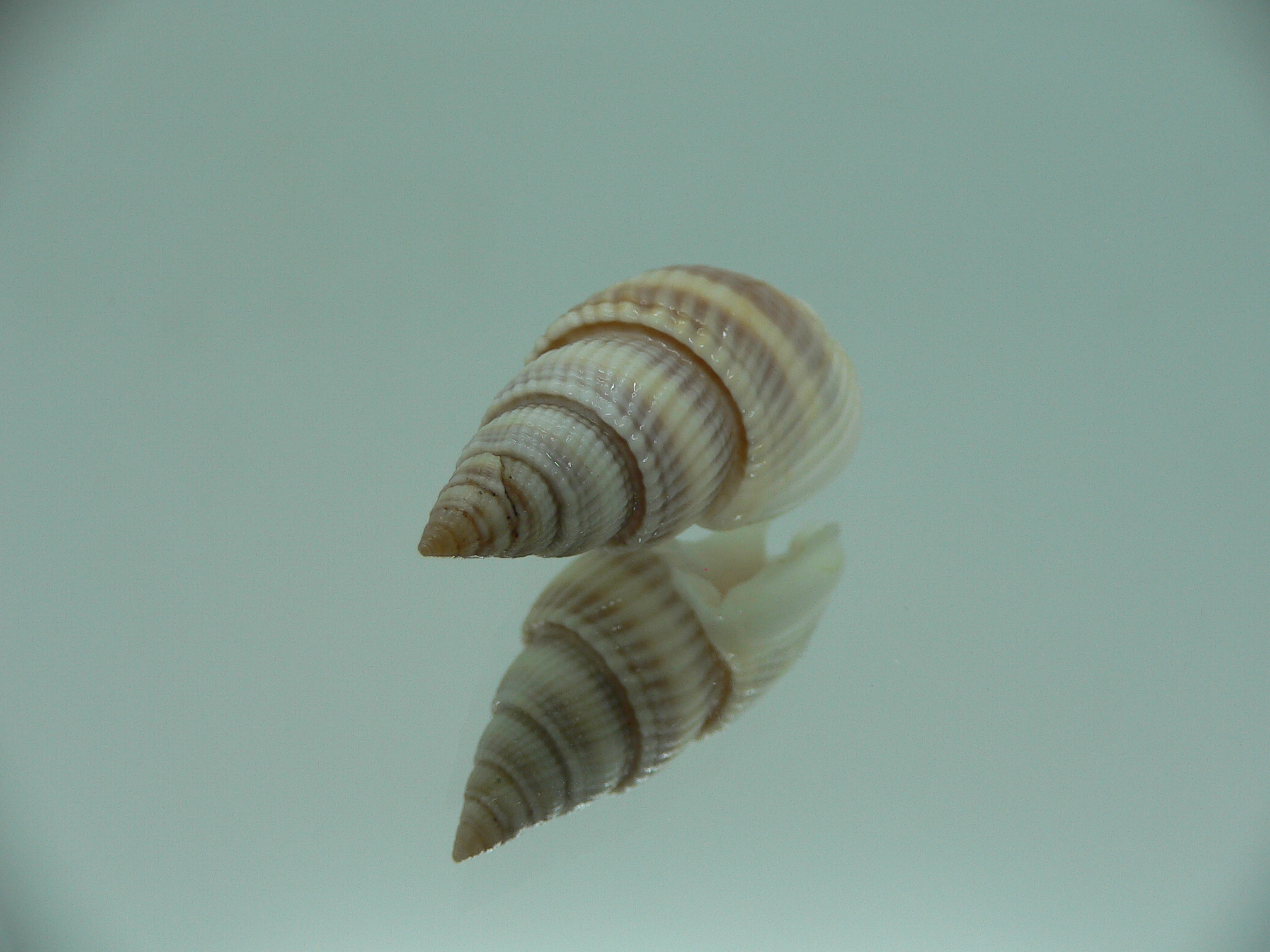 Nassarius siquijorensis PINK