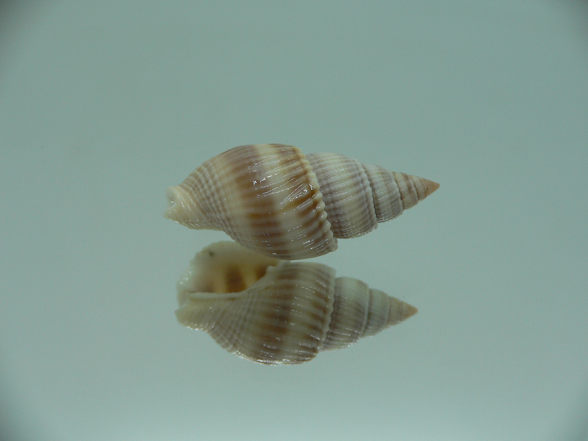 Nassarius siquijorensis PINK