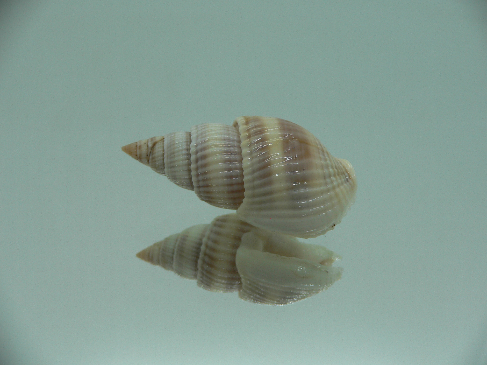 Nassarius siquijorensis PINK