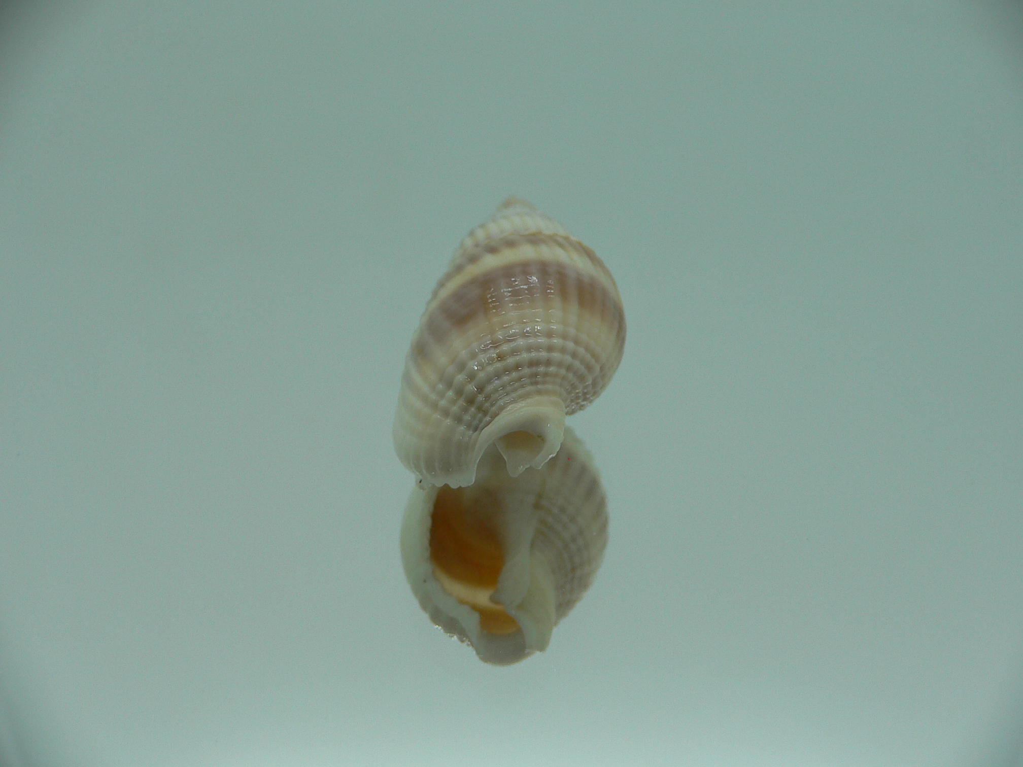 Nassarius siquijorensis PINK