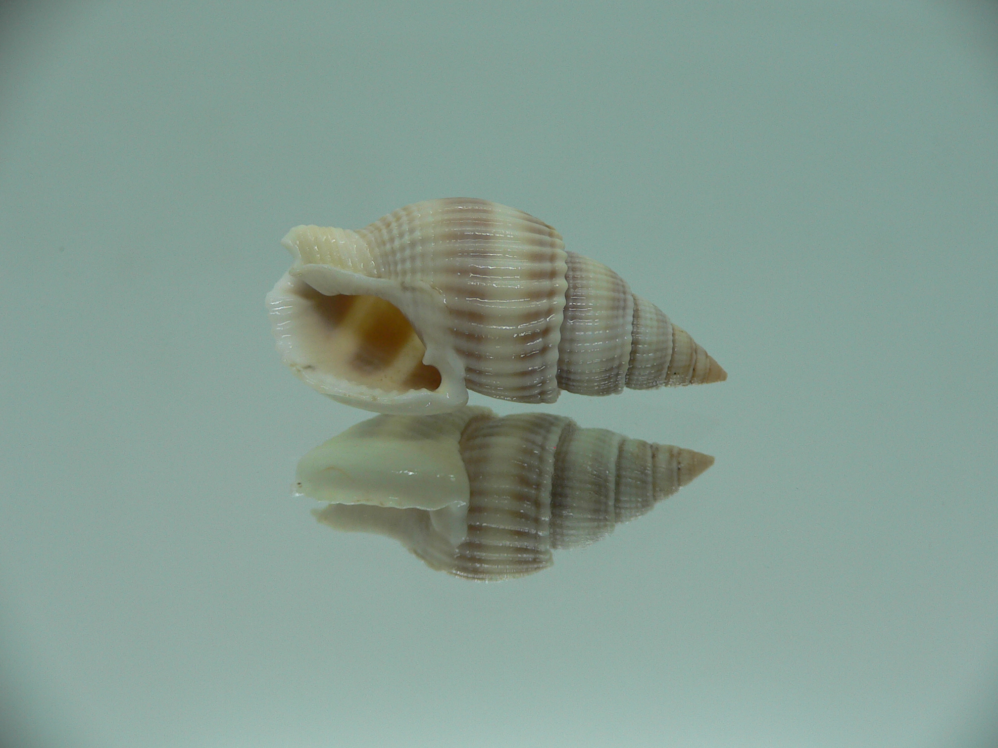 Nassarius siquijorensis PINK