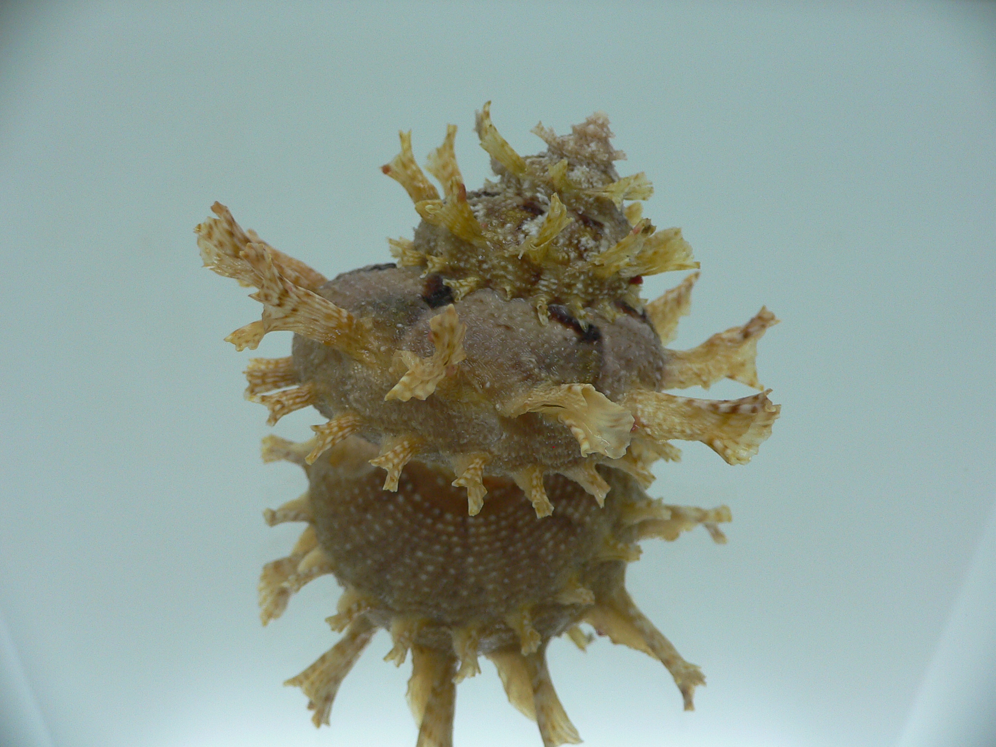 Harisazaea girgyllus IDEAL & BIG