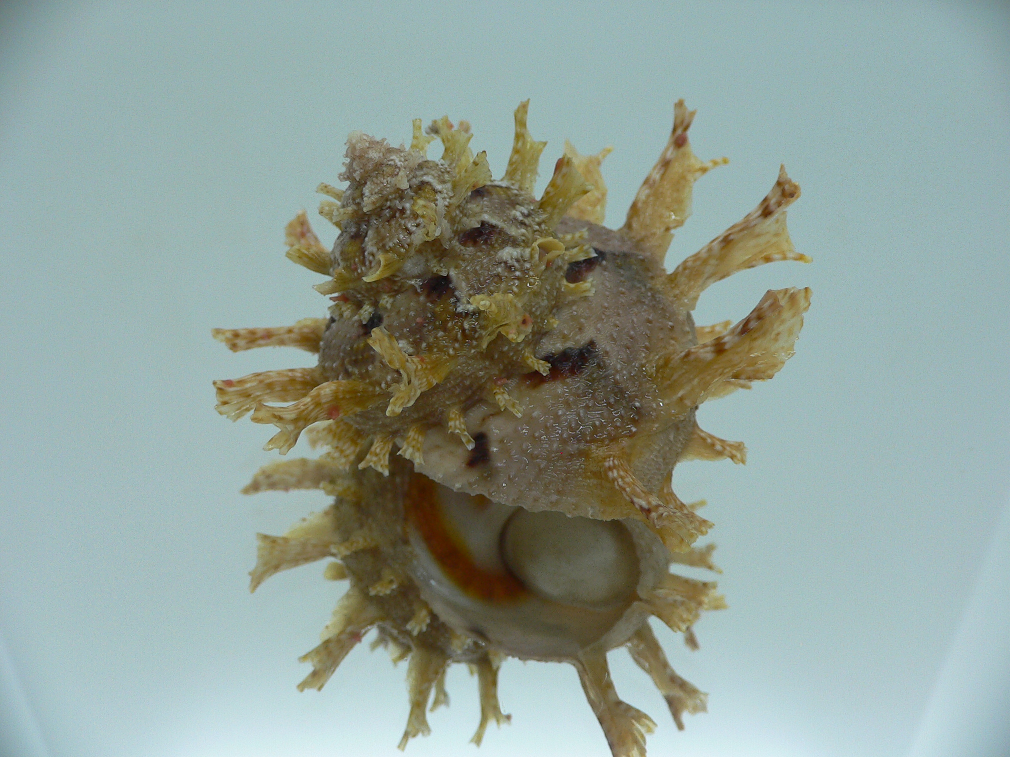 Harisazaea girgyllus IDEAL & BIG