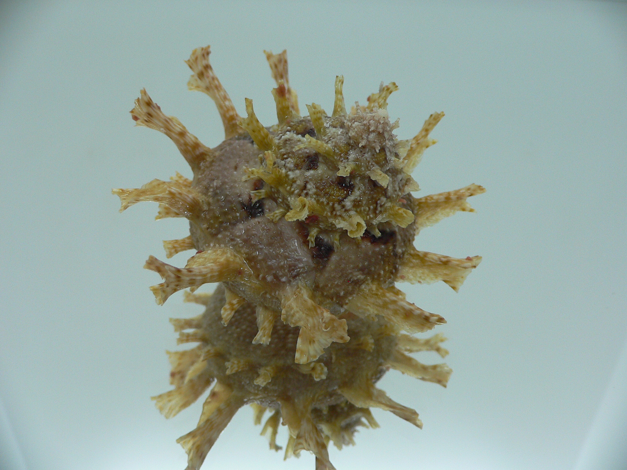 Harisazaea girgyllus IDEAL & BIG