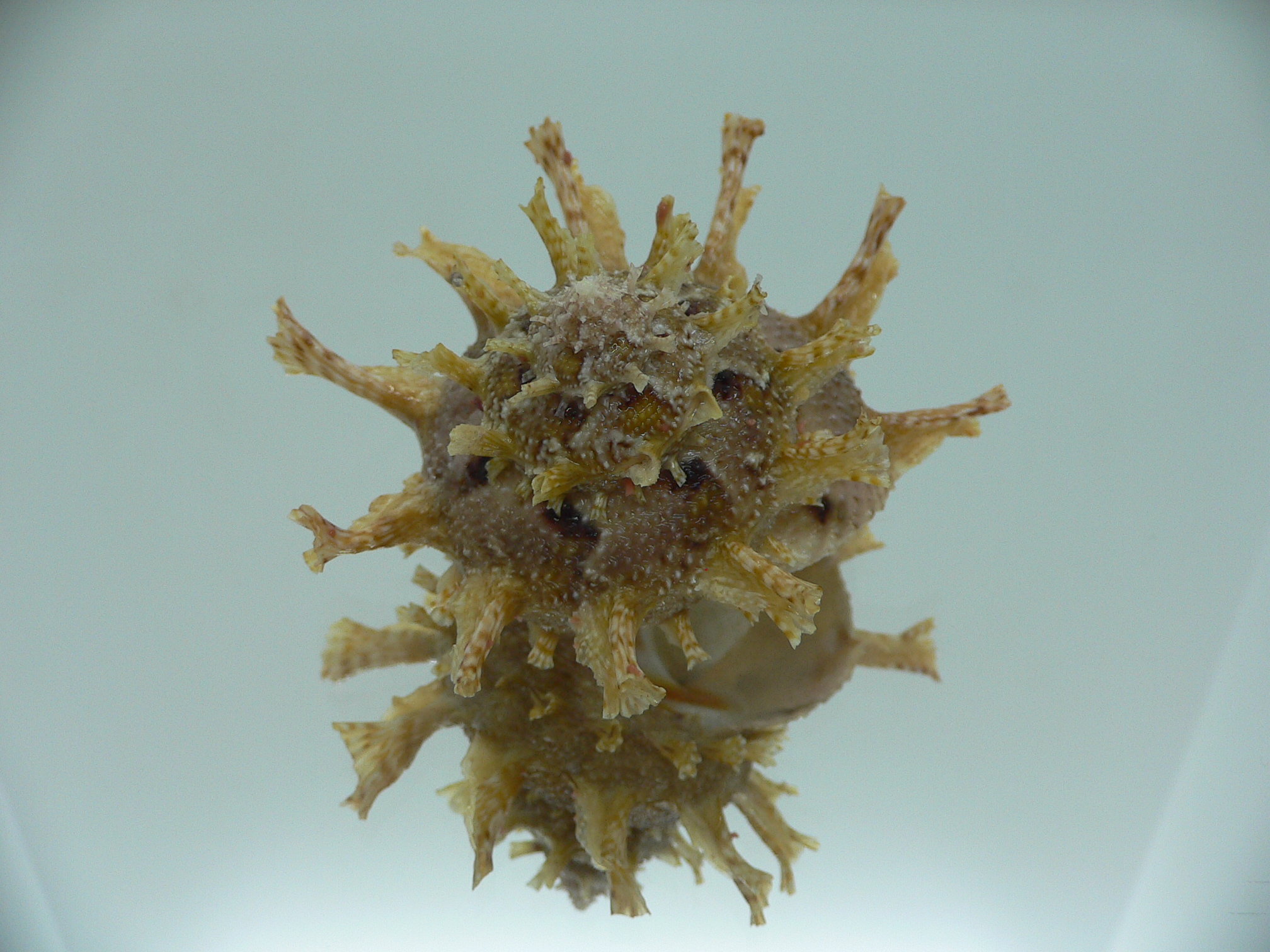 Harisazaea girgyllus IDEAL & BIG