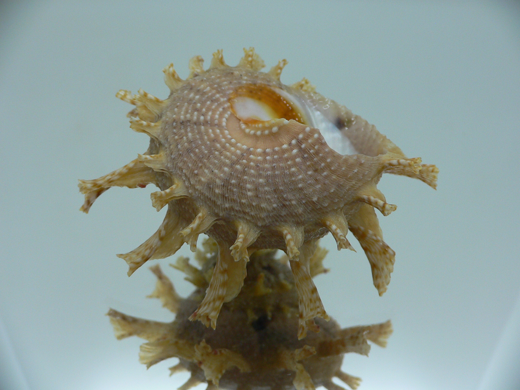 Harisazaea girgyllus IDEAL & BIG