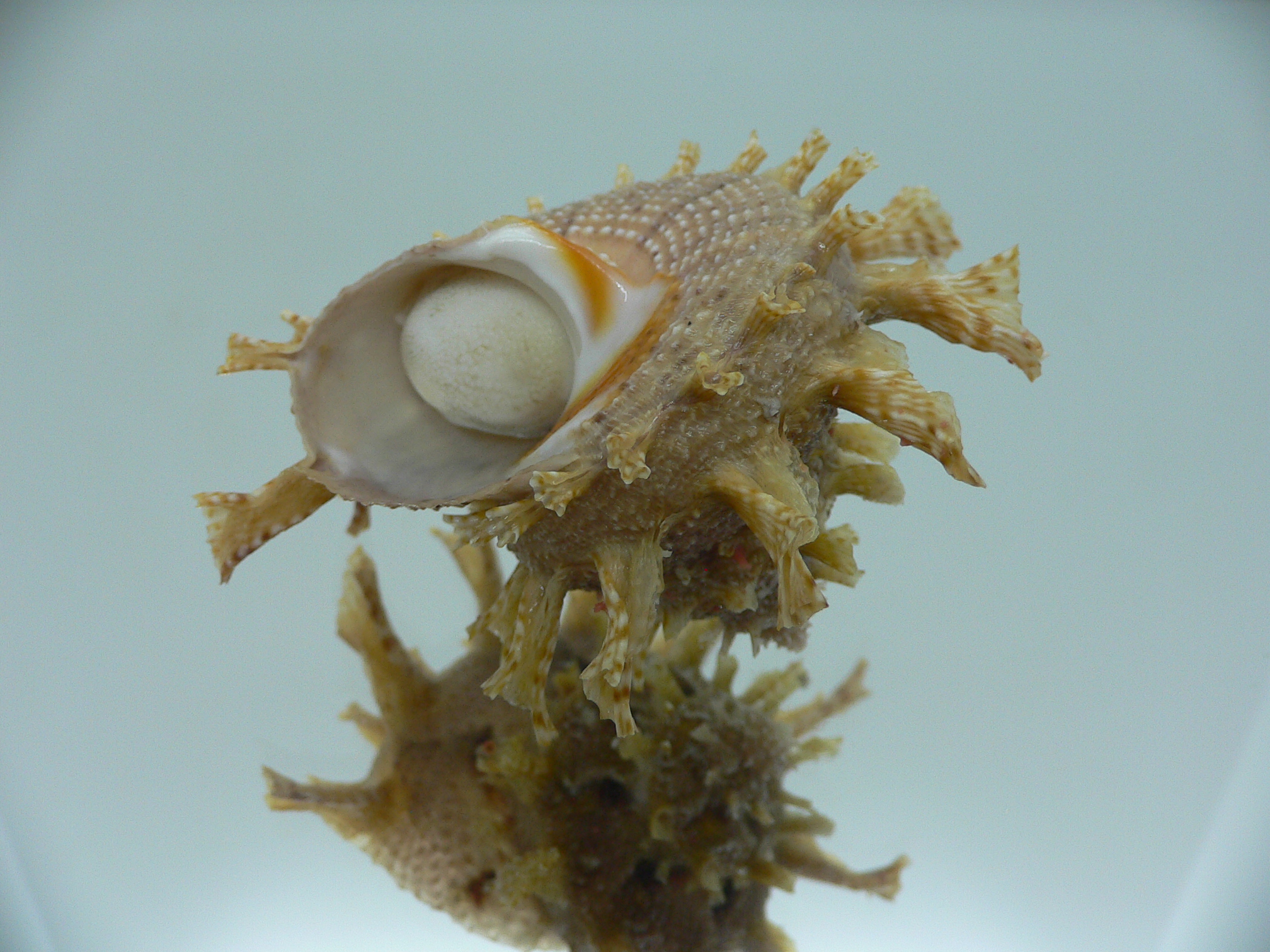 Harisazaea girgyllus IDEAL & BIG