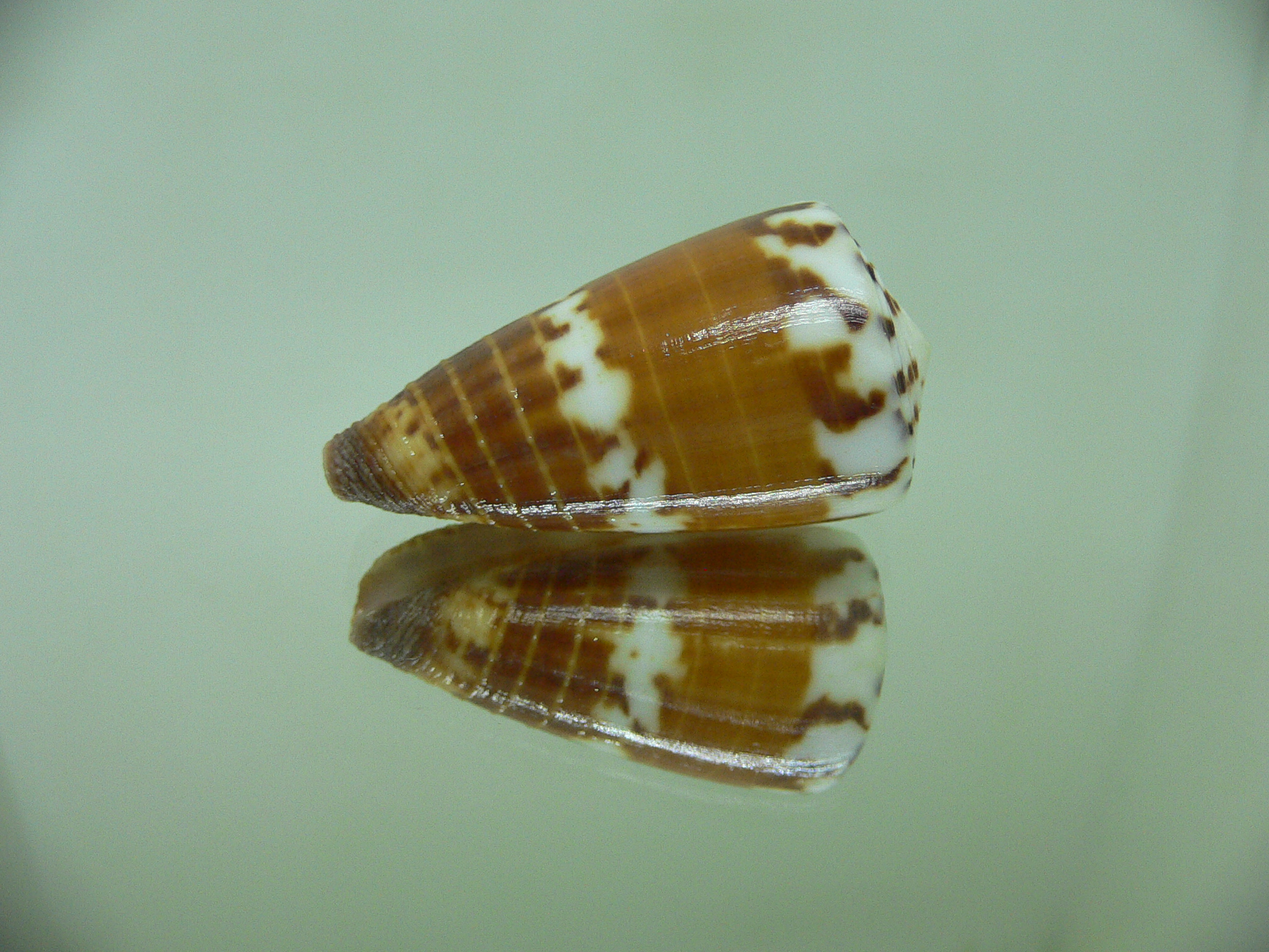 Conus planorbis f. vitulinus (var.)