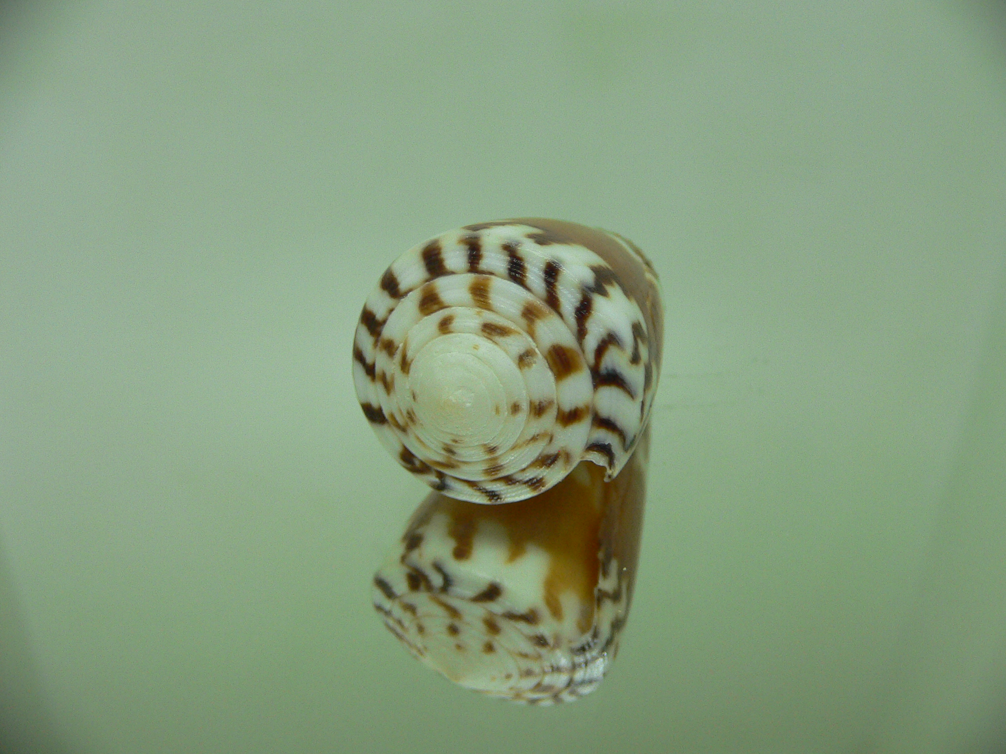 Conus planorbis f. vitulinus (var.)