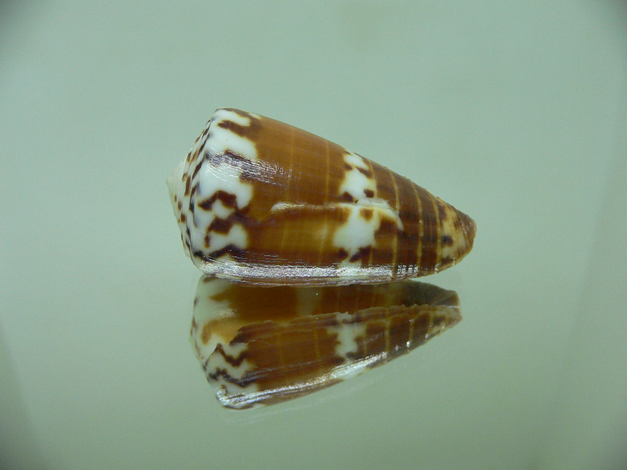 Conus planorbis f. vitulinus (var.)