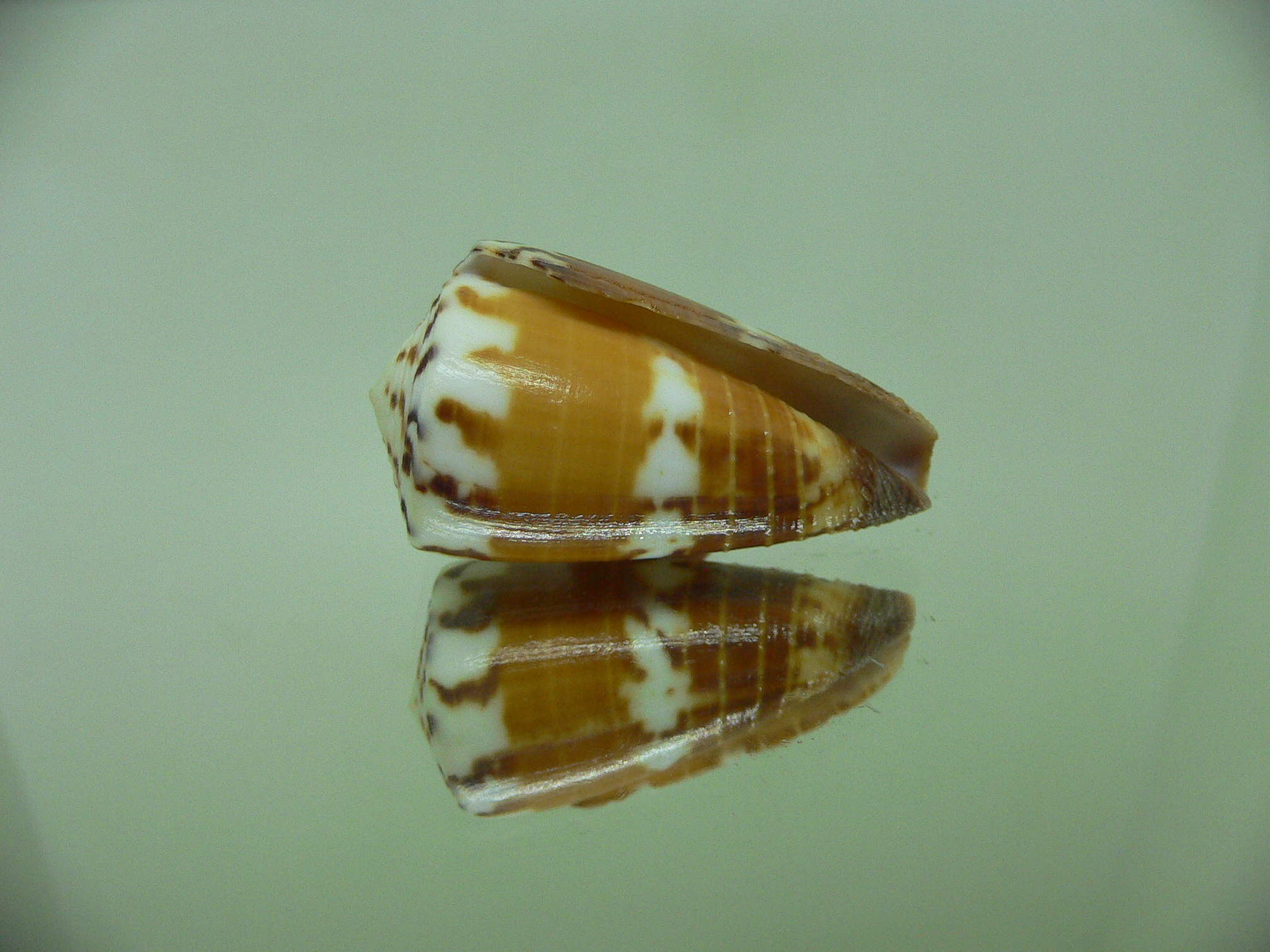 Conus planorbis f. vitulinus (var.)