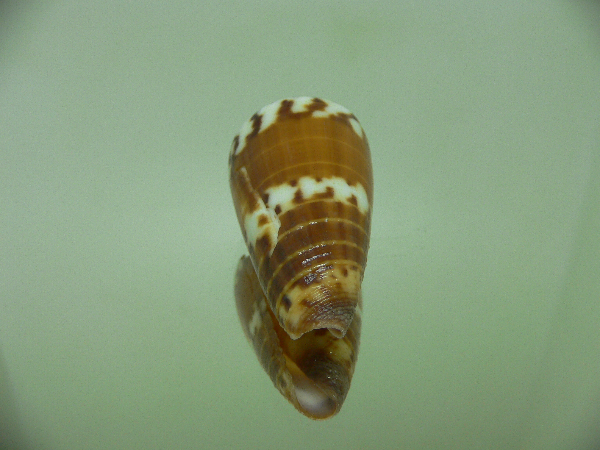 Conus planorbis f. vitulinus (var.)