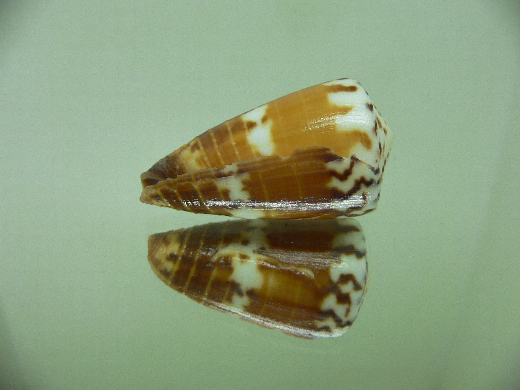 Conus planorbis f. vitulinus (var.)