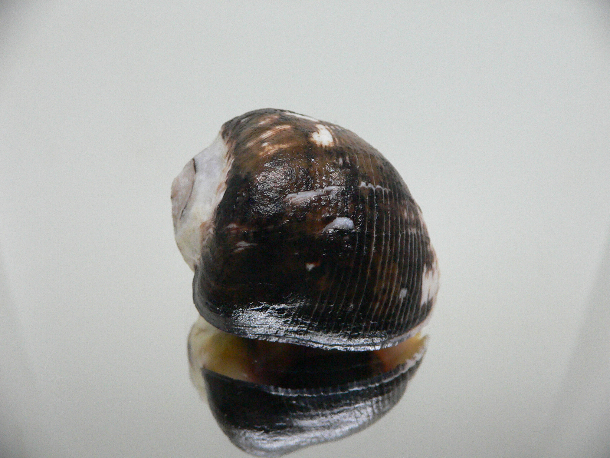 Vasula melones DARK & GLOBOSE