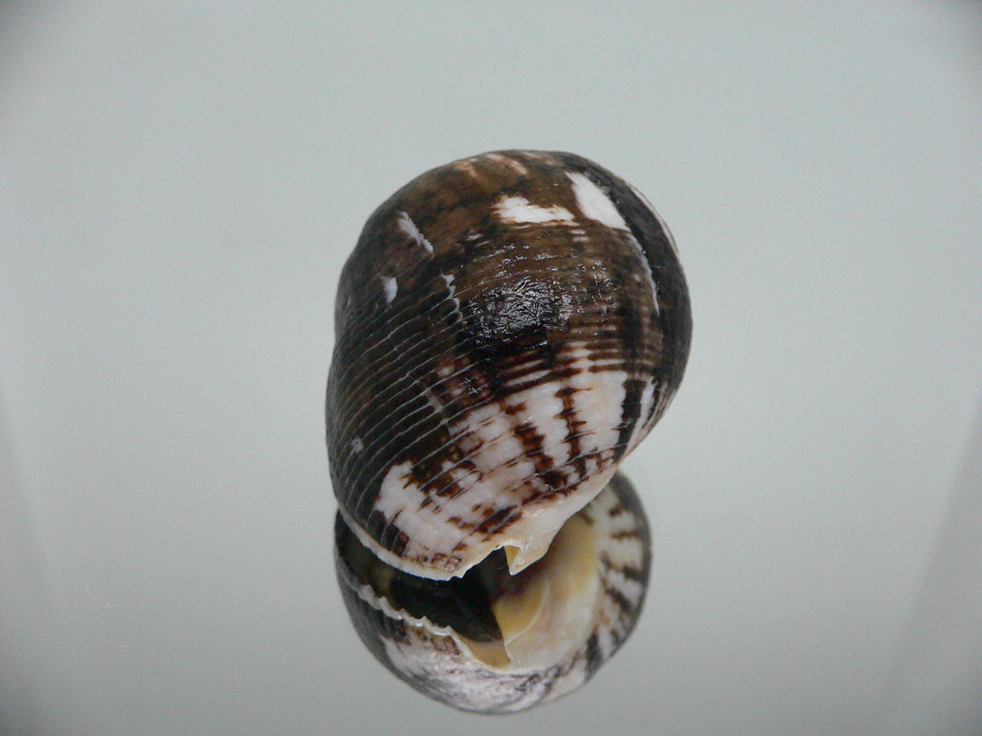 Vasula melones DARK & GLOBOSE