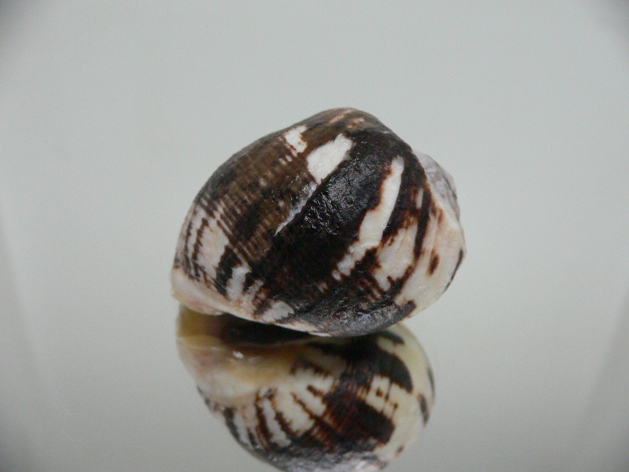 Vasula melones DARK & GLOBOSE