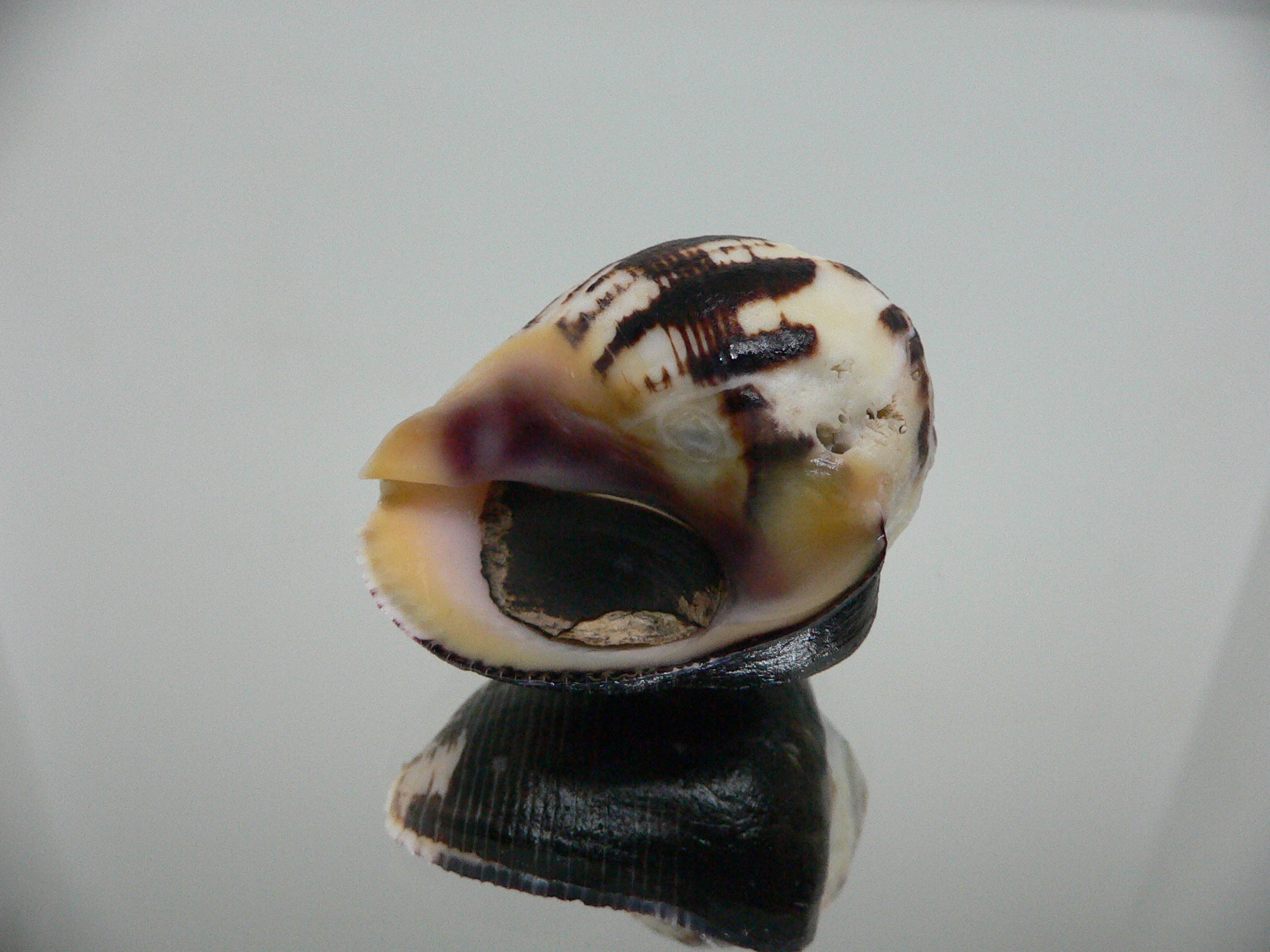 Vasula melones DARK & GLOBOSE