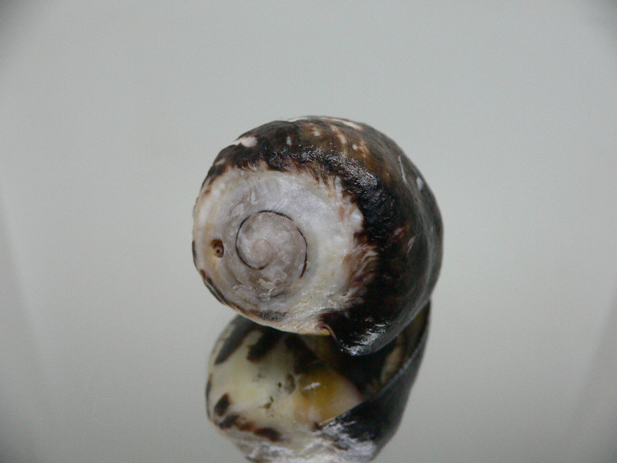 Vasula melones DARK & GLOBOSE