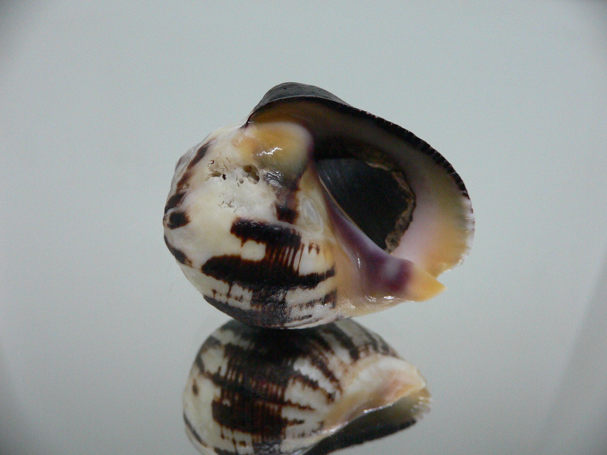 Vasula melones DARK & GLOBOSE