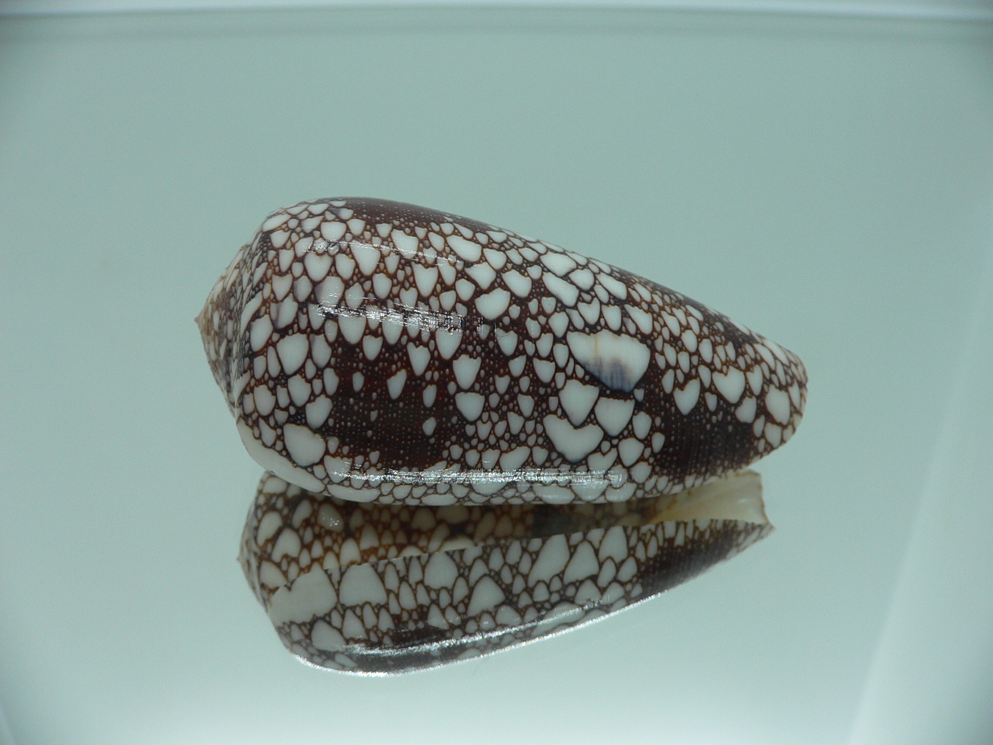 Conus omaria DARK
