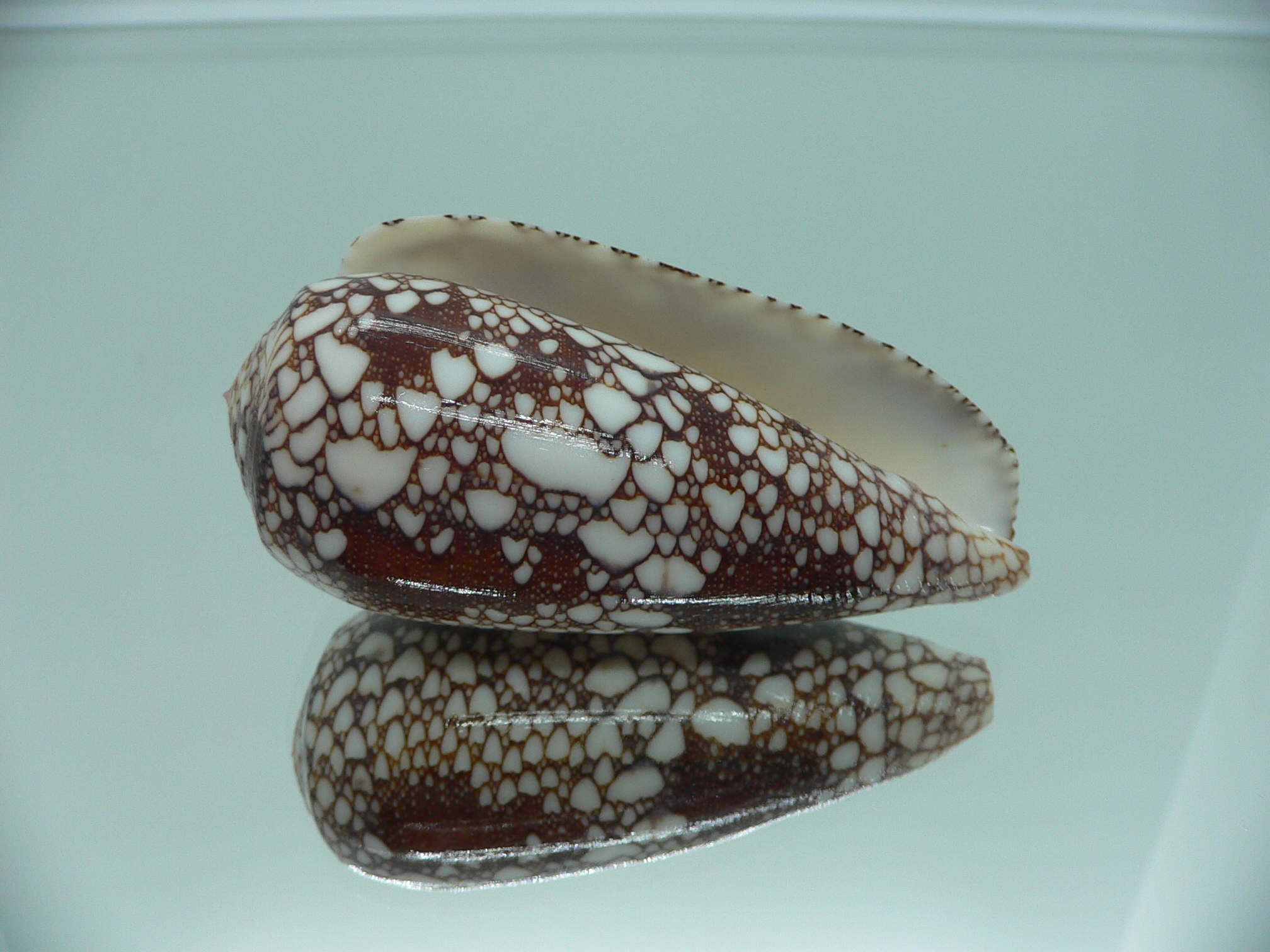 Conus omaria DARK