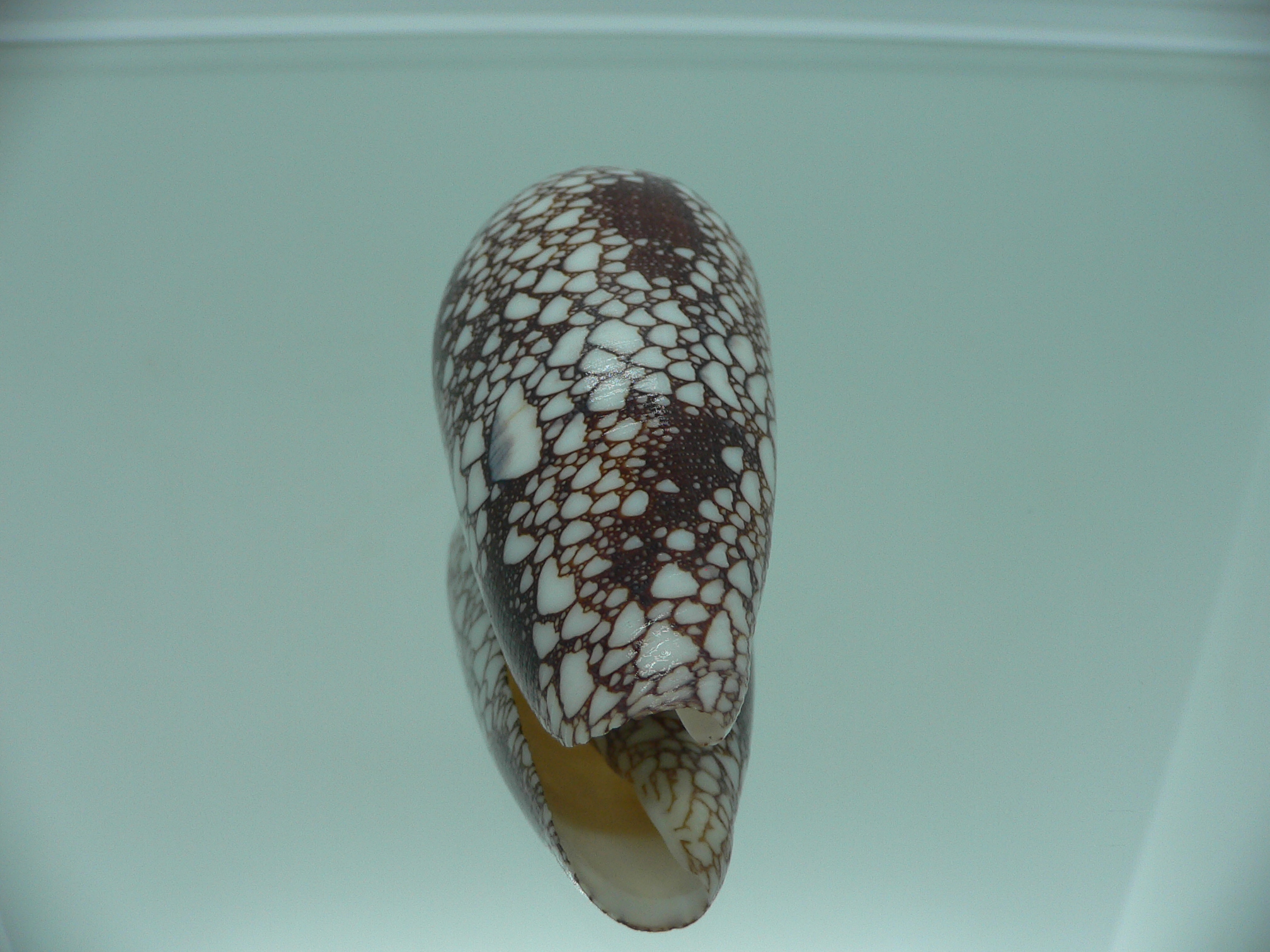 Conus omaria DARK