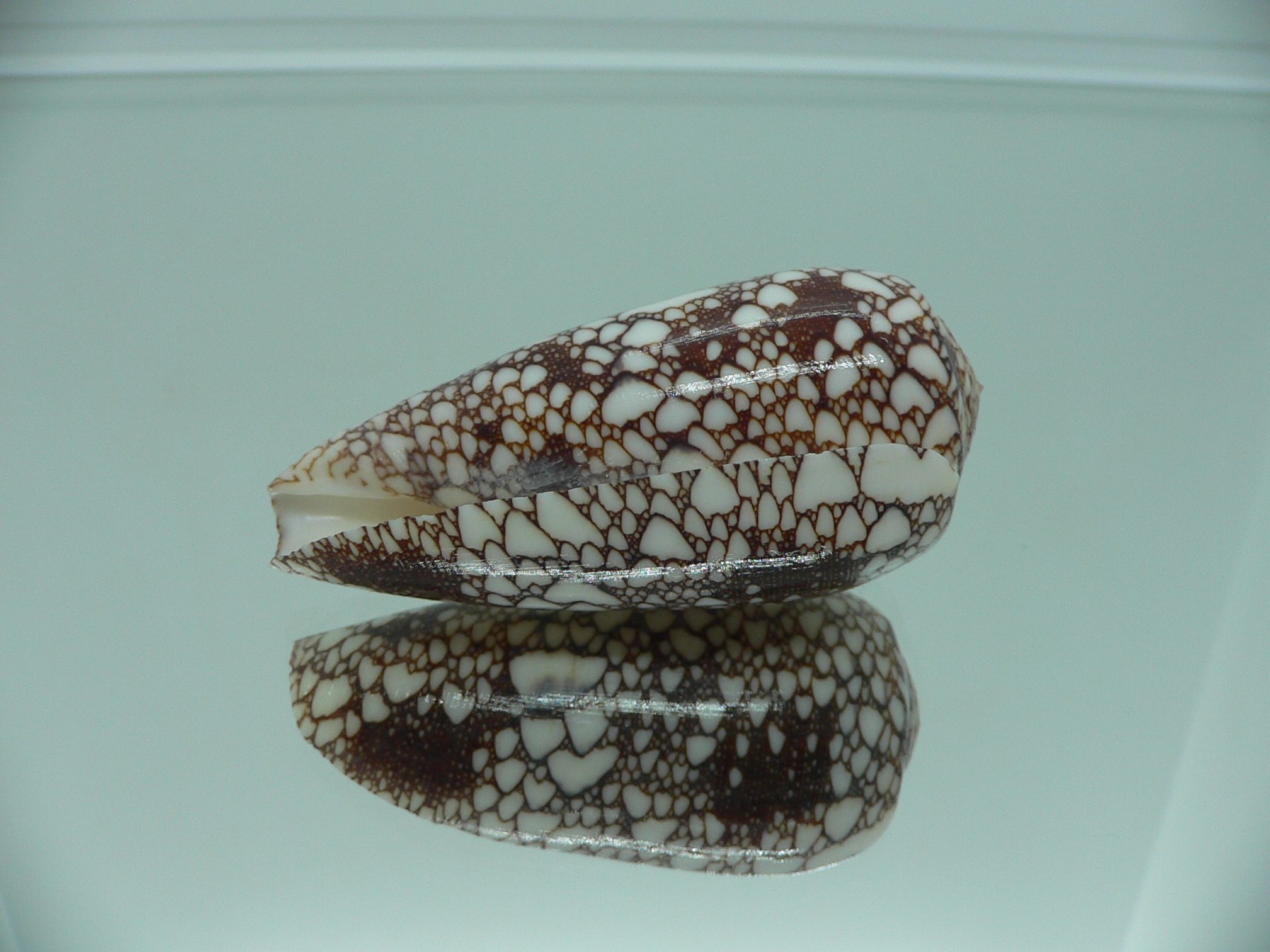 Conus omaria DARK