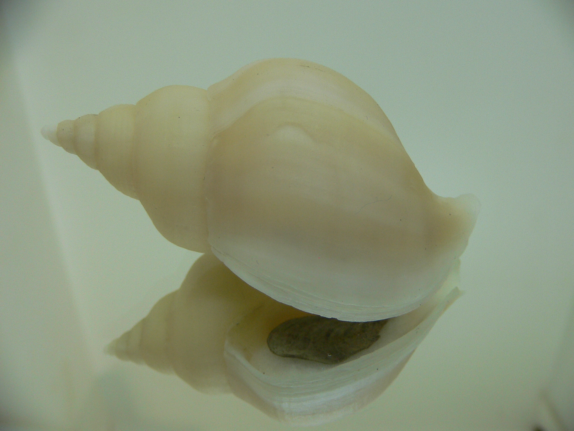 Neptunea cf. ennae WIDE