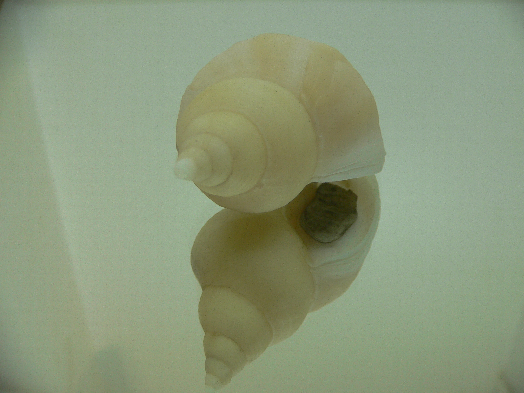 Neptunea cf. ennae WIDE