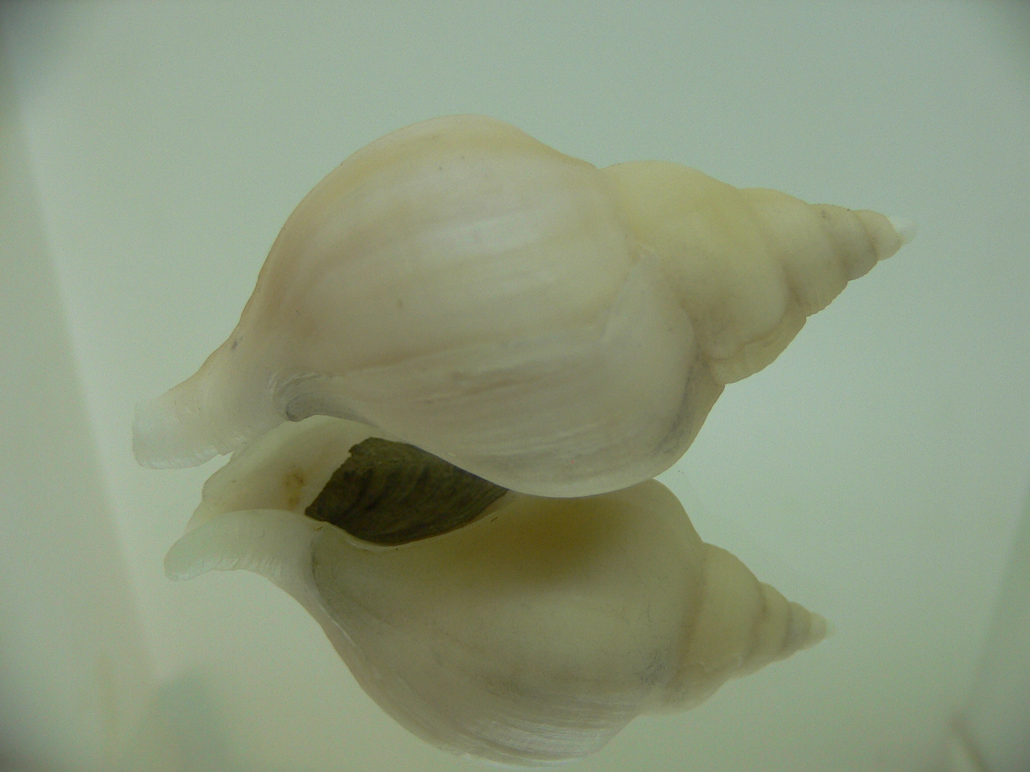 Neptunea cf. ennae WIDE