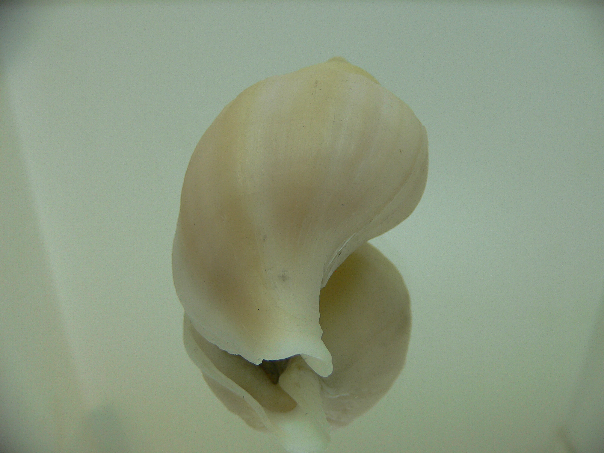 Neptunea cf. ennae WIDE