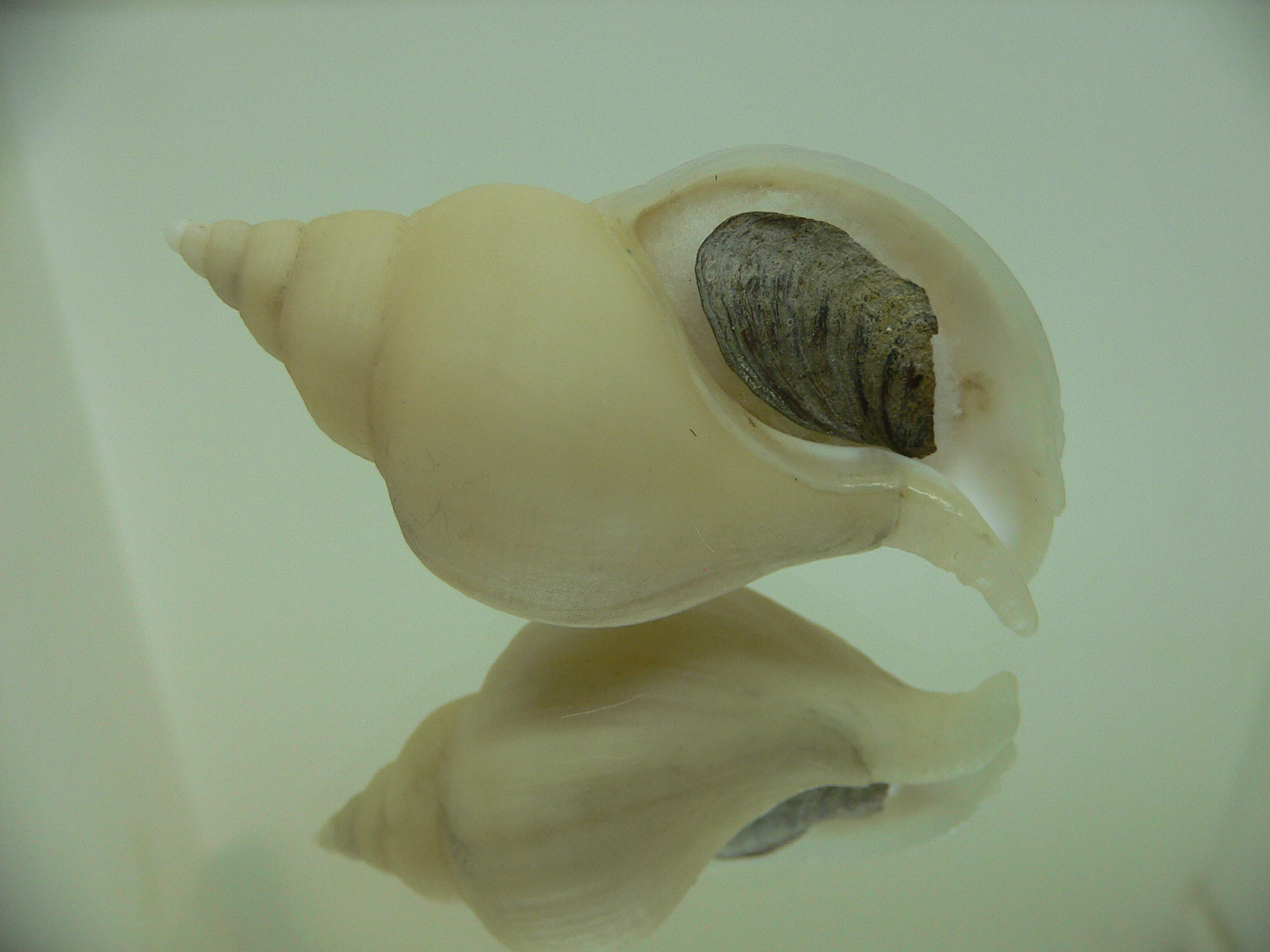 Neptunea cf. ennae WIDE