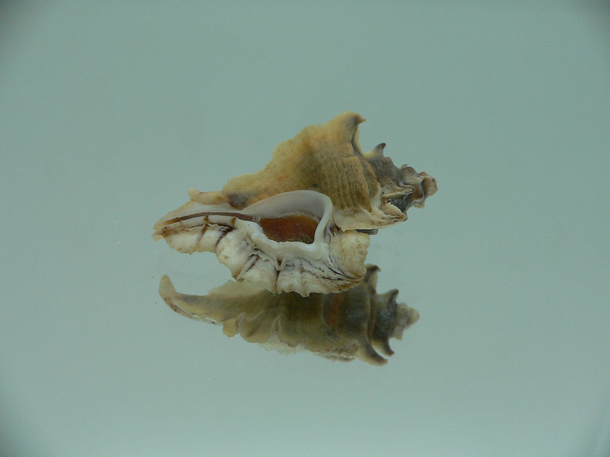 Pterochelus akation ELONGATE